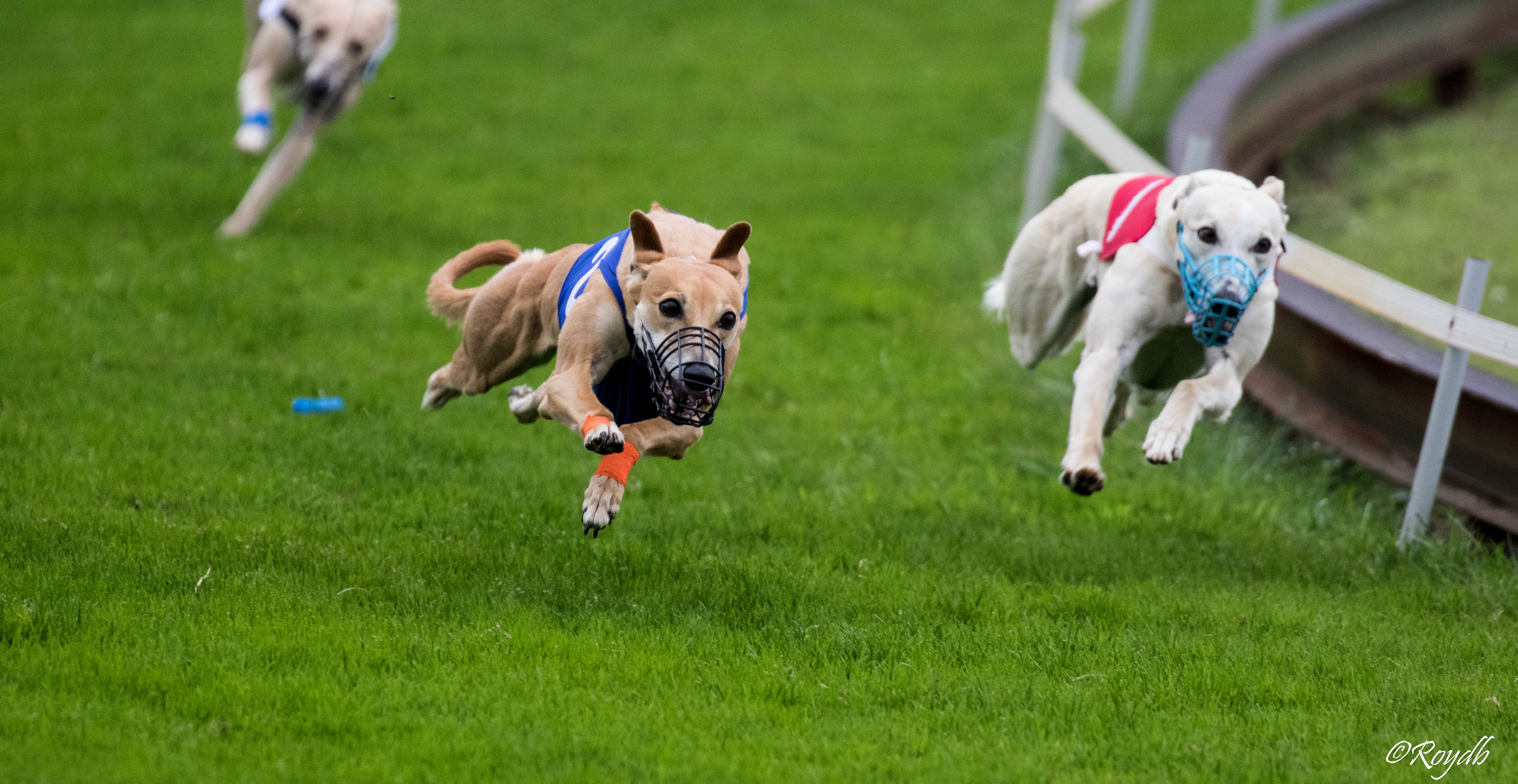 dog-racing