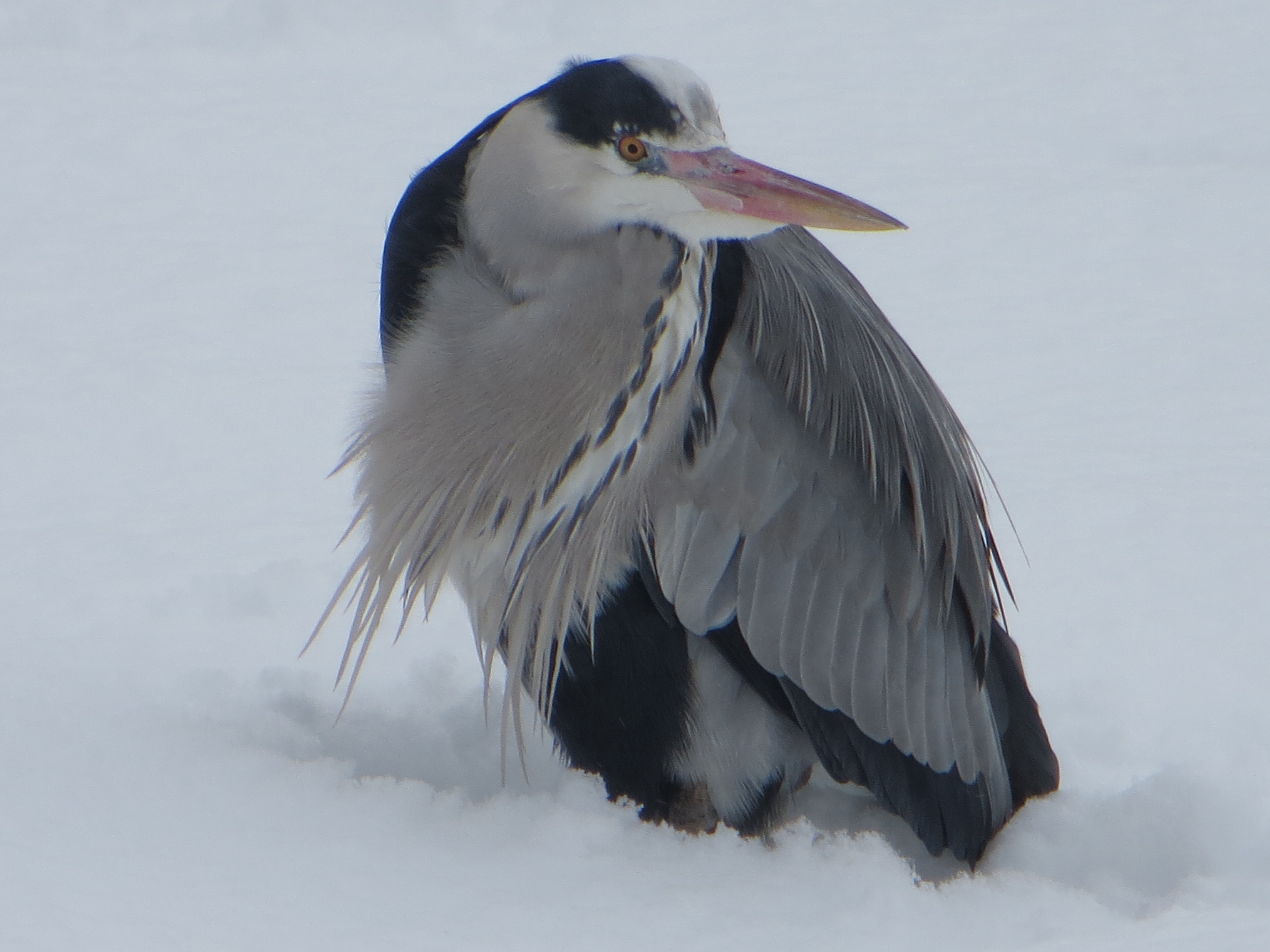 reiger-in-de-sneeuw-1