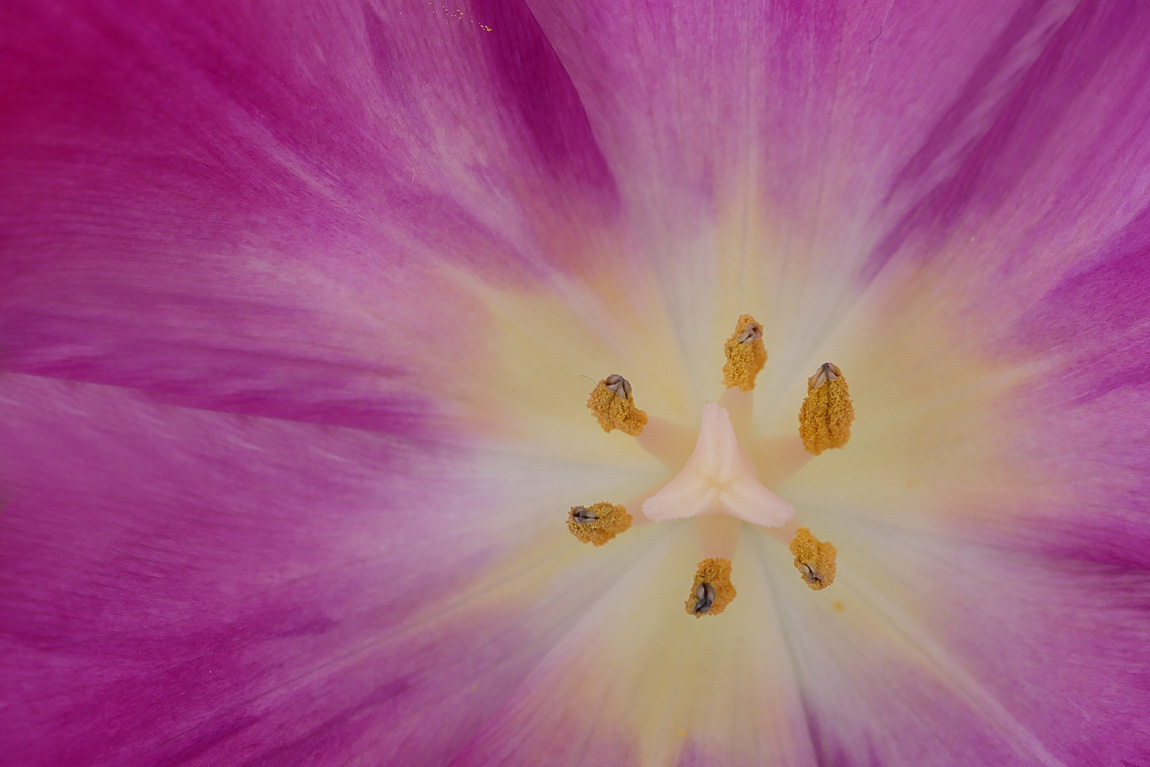 ze-zijn-er-weer-tulpen-1