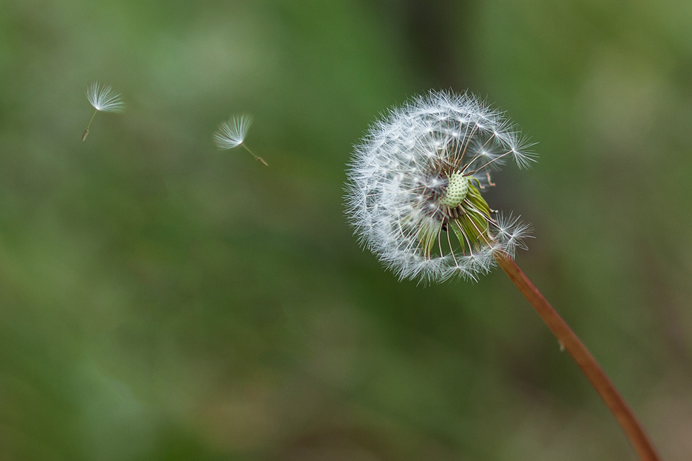 pluisbloem-1