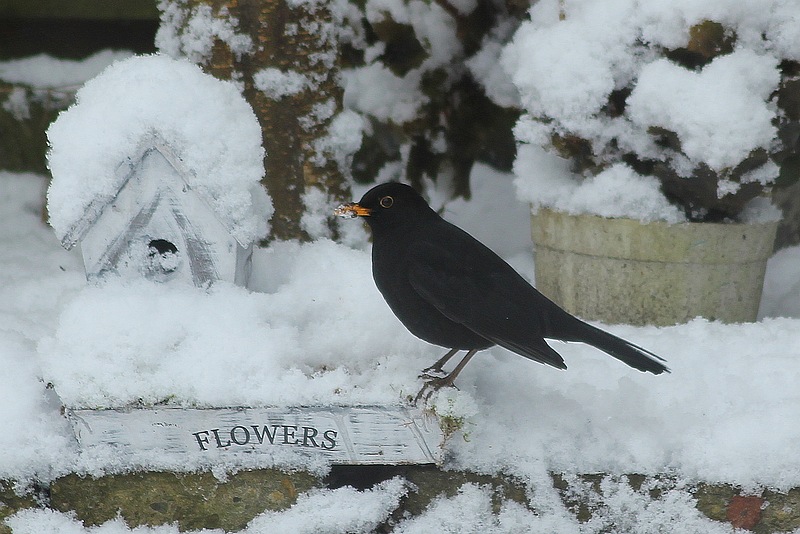 merel-zoekt-wat-lekkers-op-onder-de-sneeuw