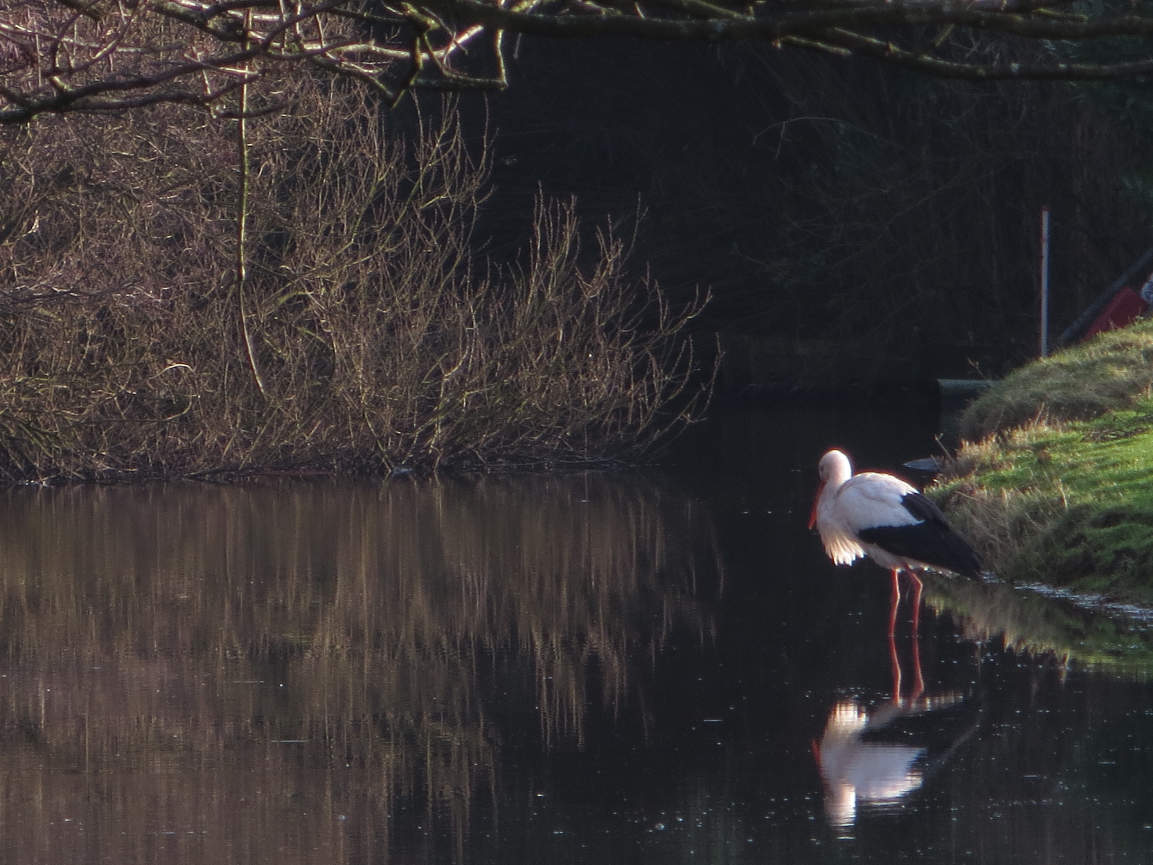 nog-net-niet-bevroren