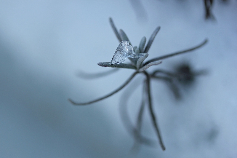 lavendel-blad-in-de-sneeuw