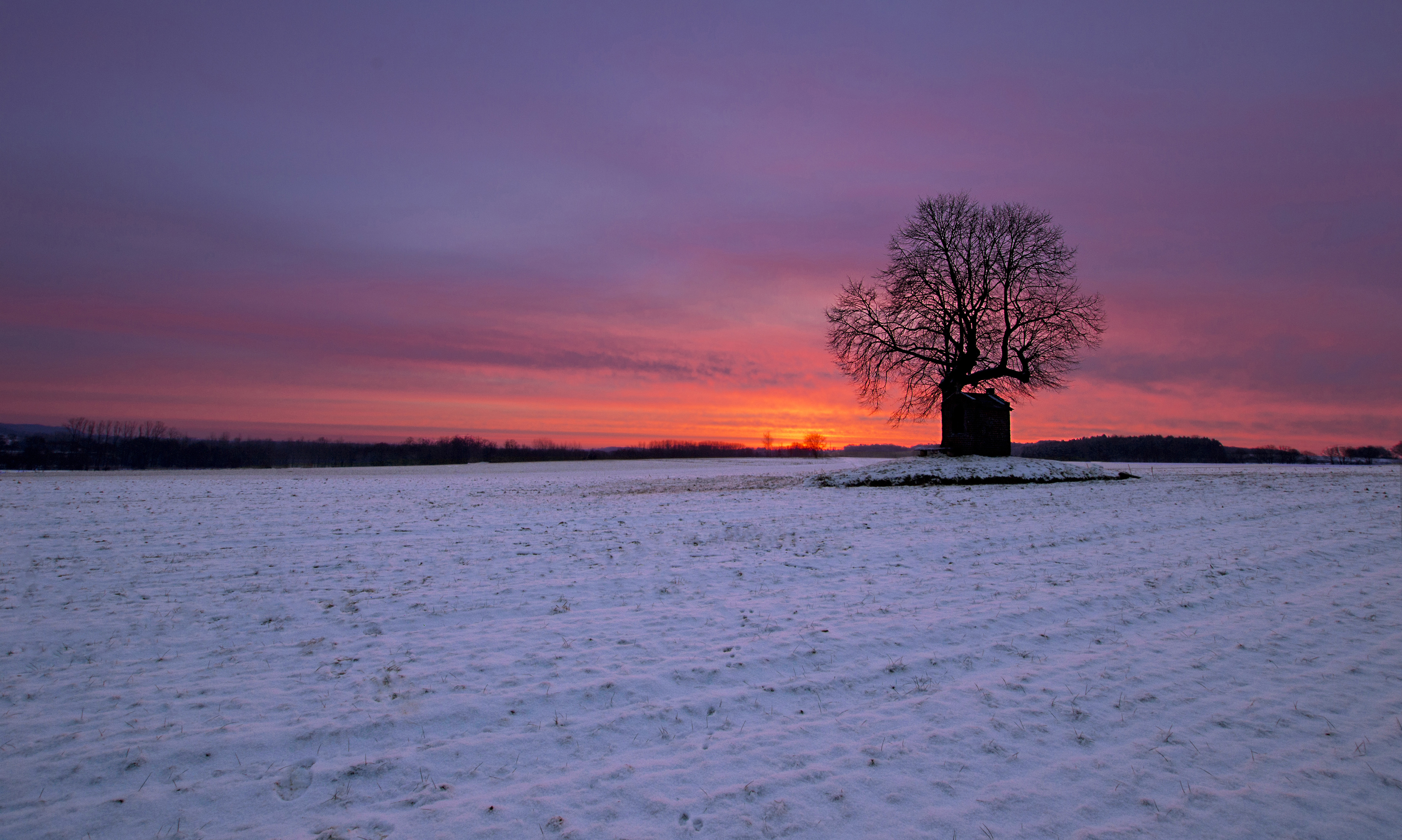 %C3%A9%C3%A9nzaam-boompje