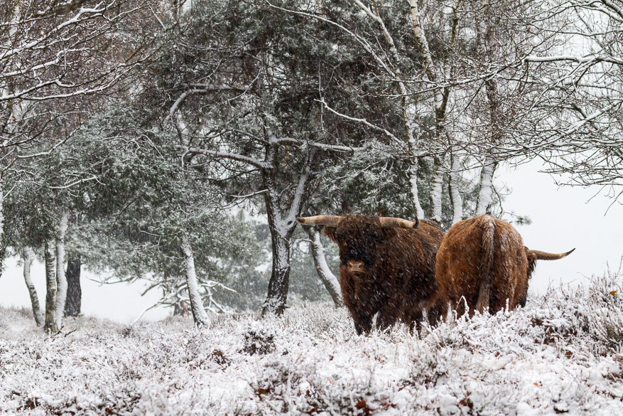 schotse-hooglanders-in-een-sneeuwbui