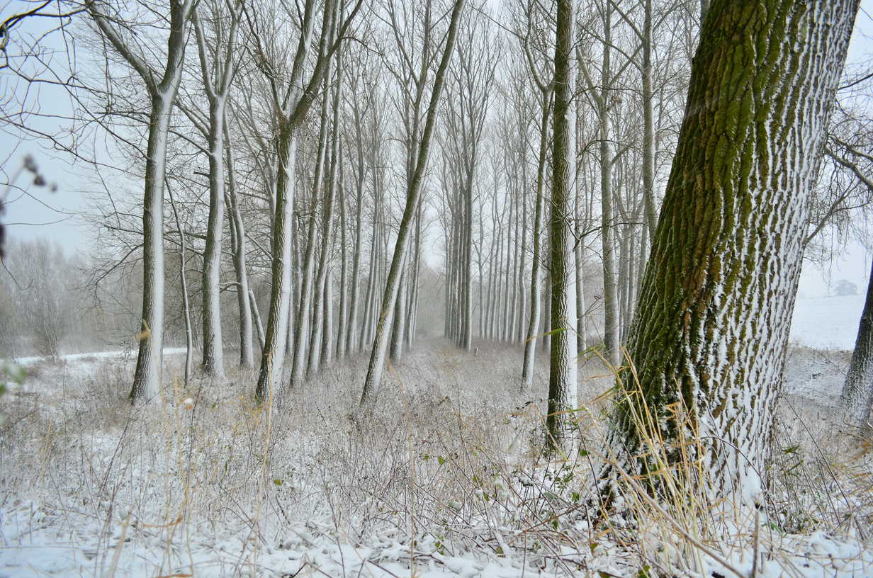 sneeuw-in-de-uiterwaarden