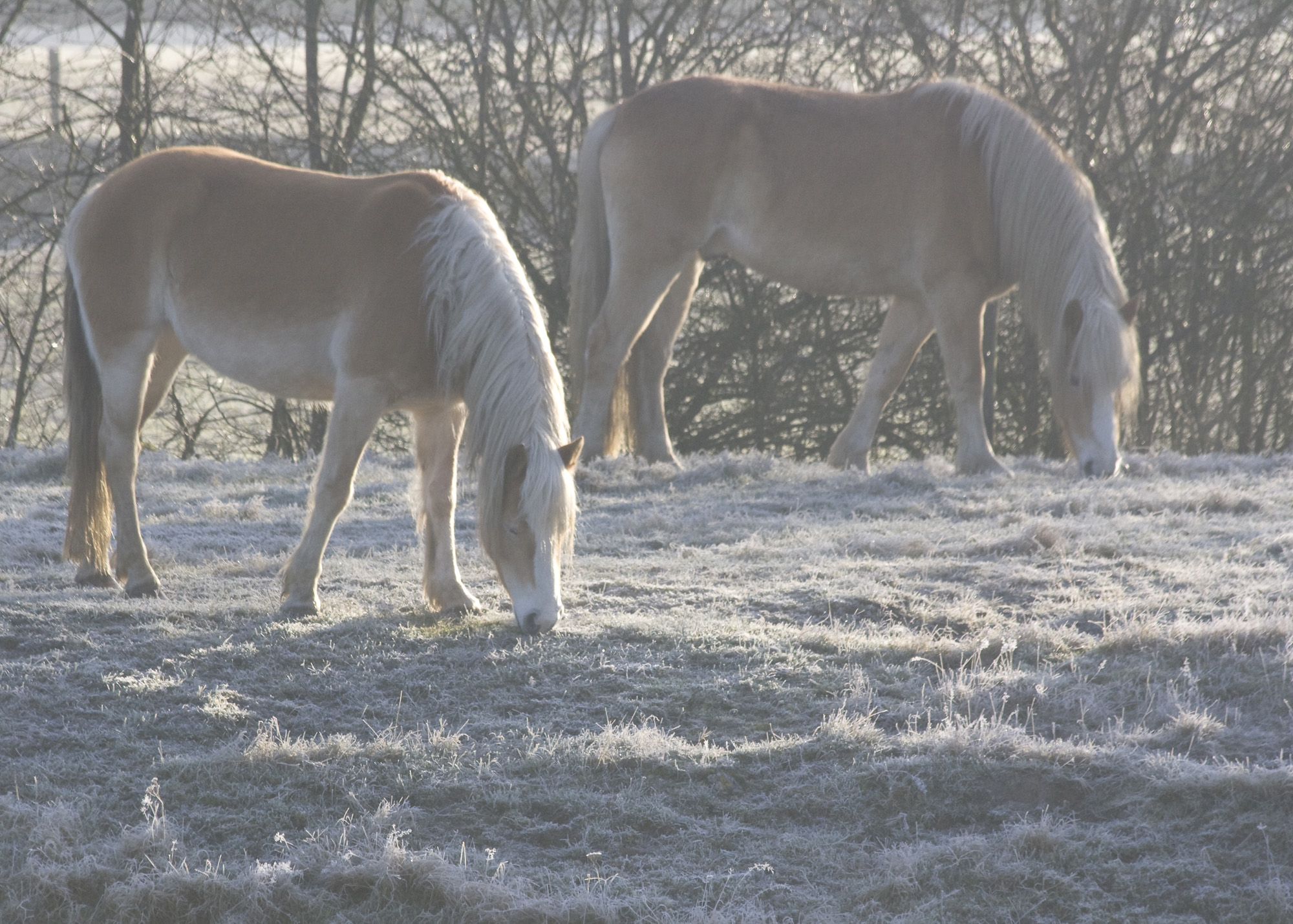 paarden-in-de-winter