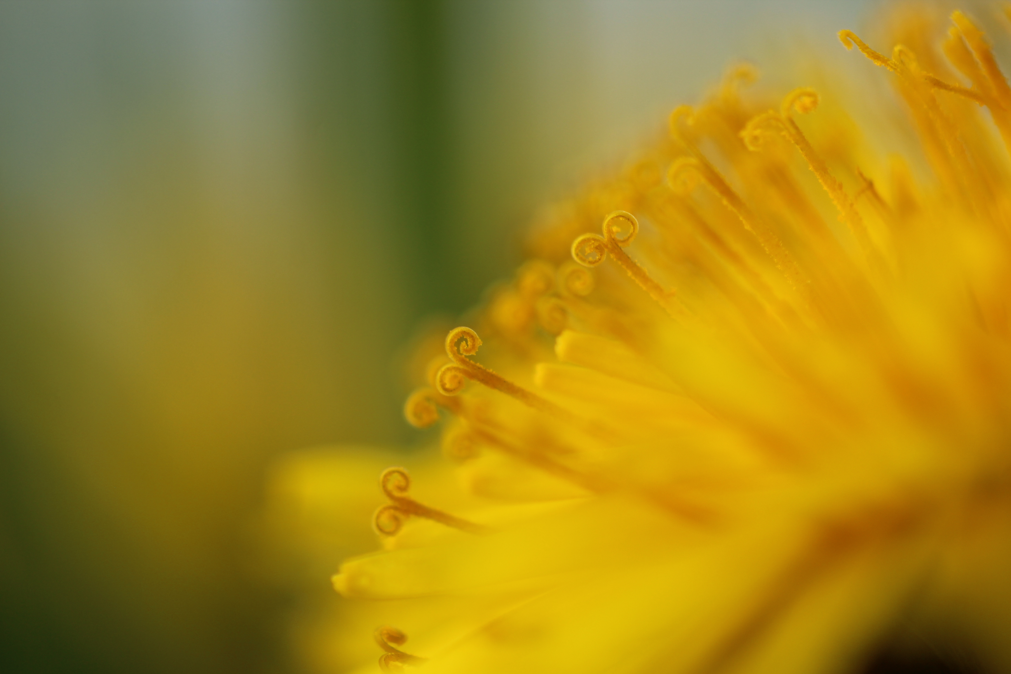 de-schoonheid-van-een-paardenbloem