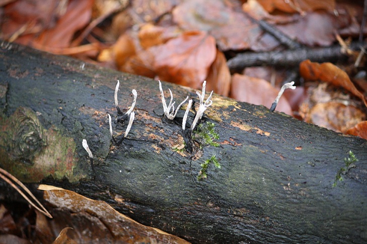 beginnend-leven-op-dood-hout