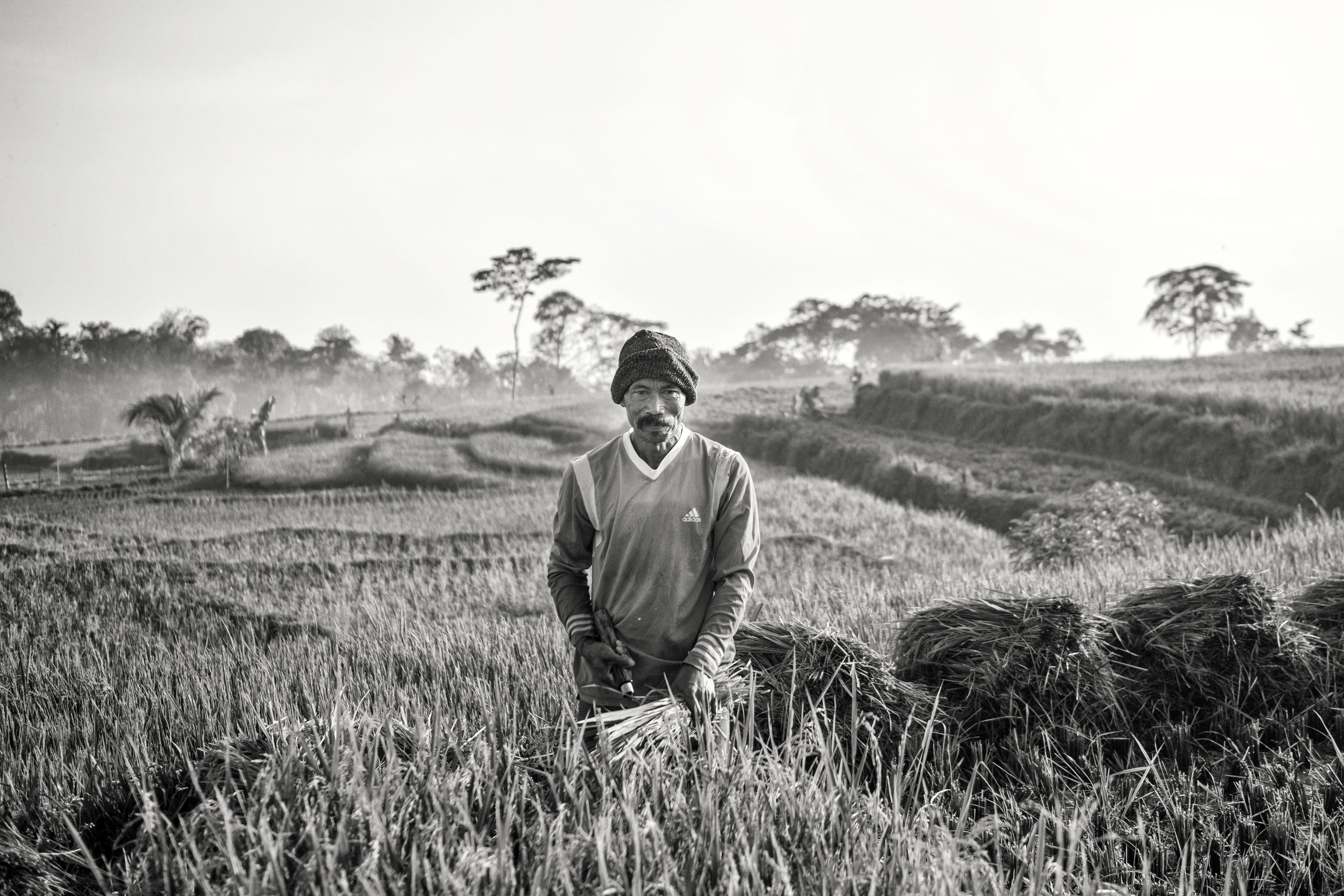 the-ricefields