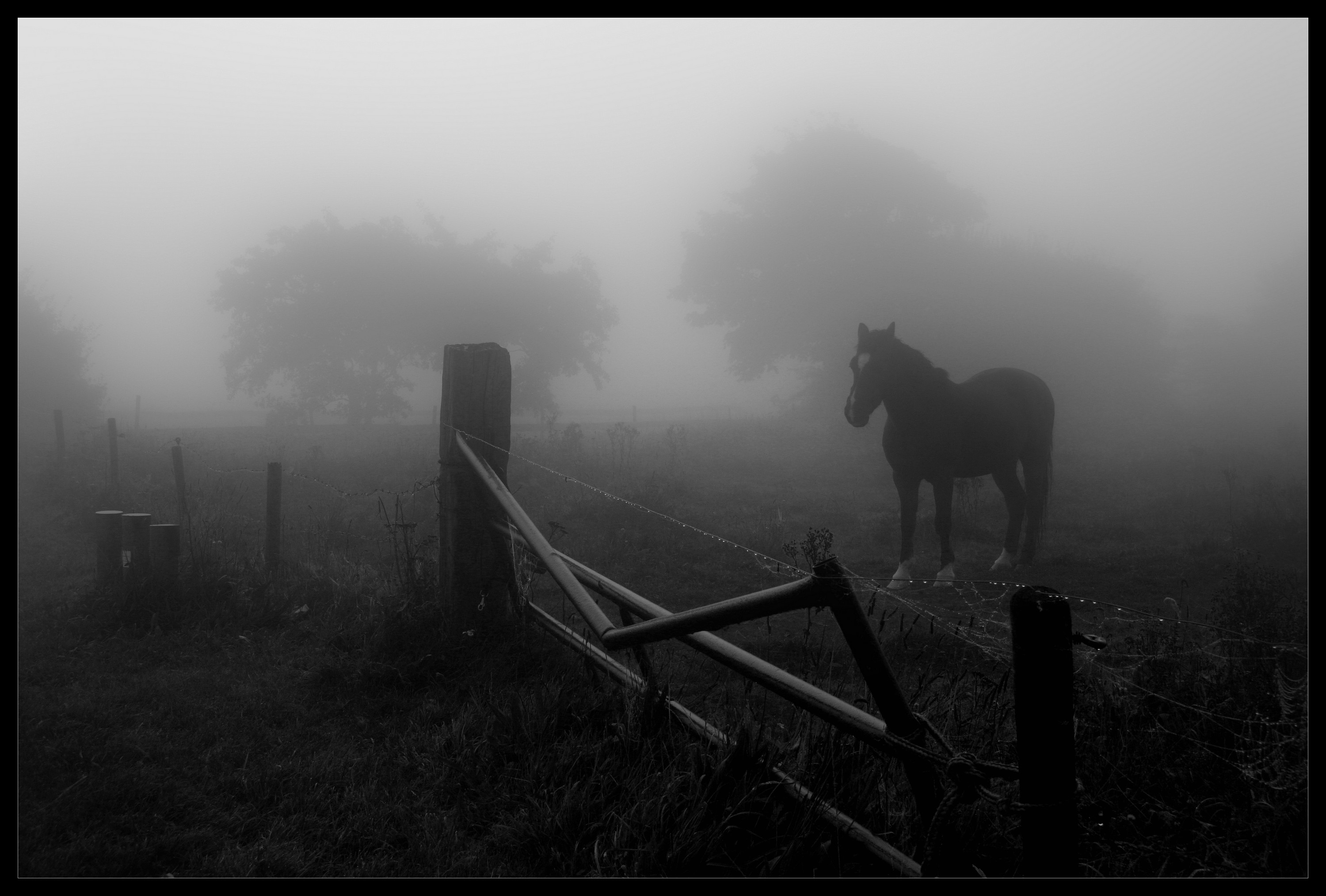 misty-morning-8