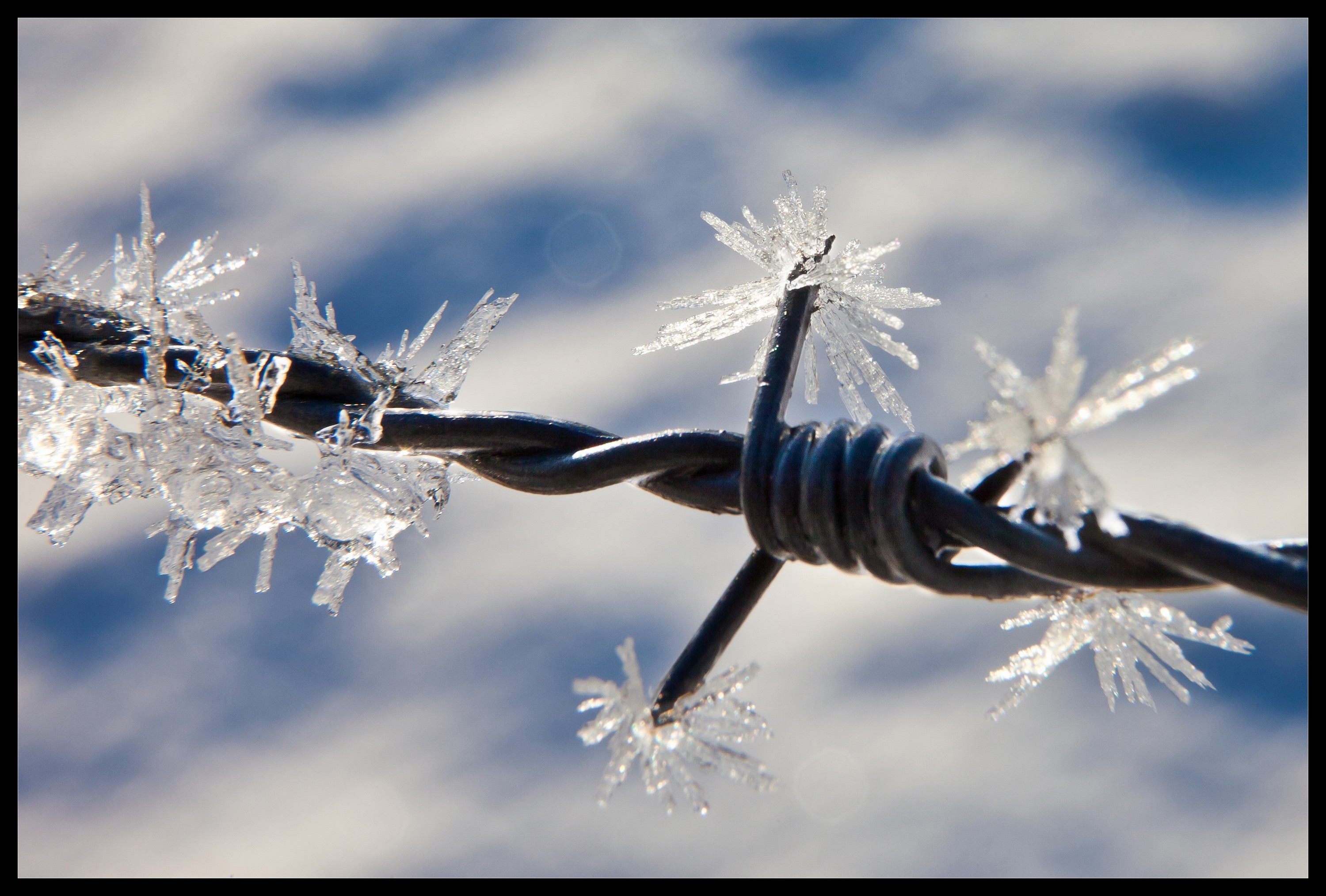 frozen-barbwire-2