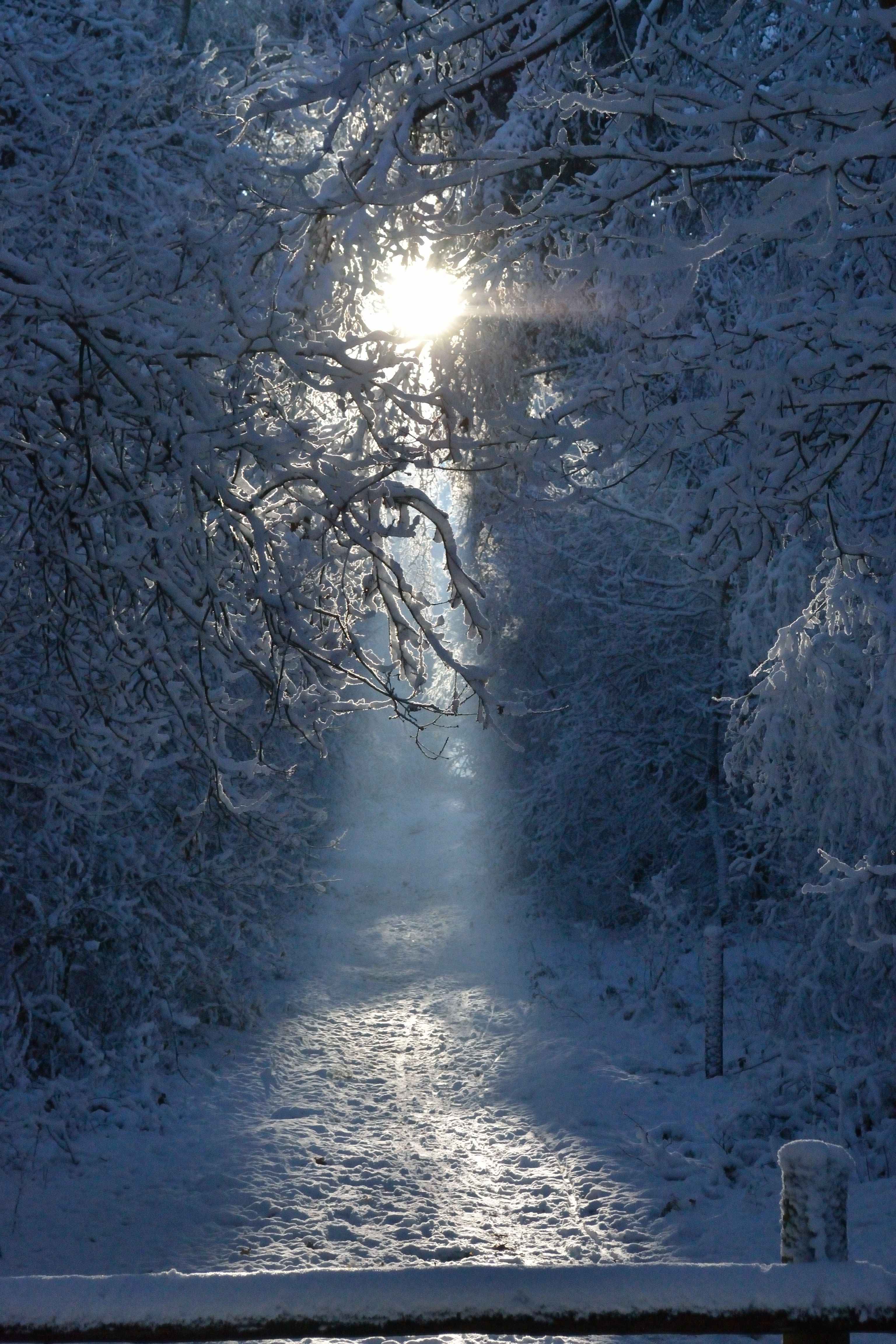 solar-rays-through-the-trees