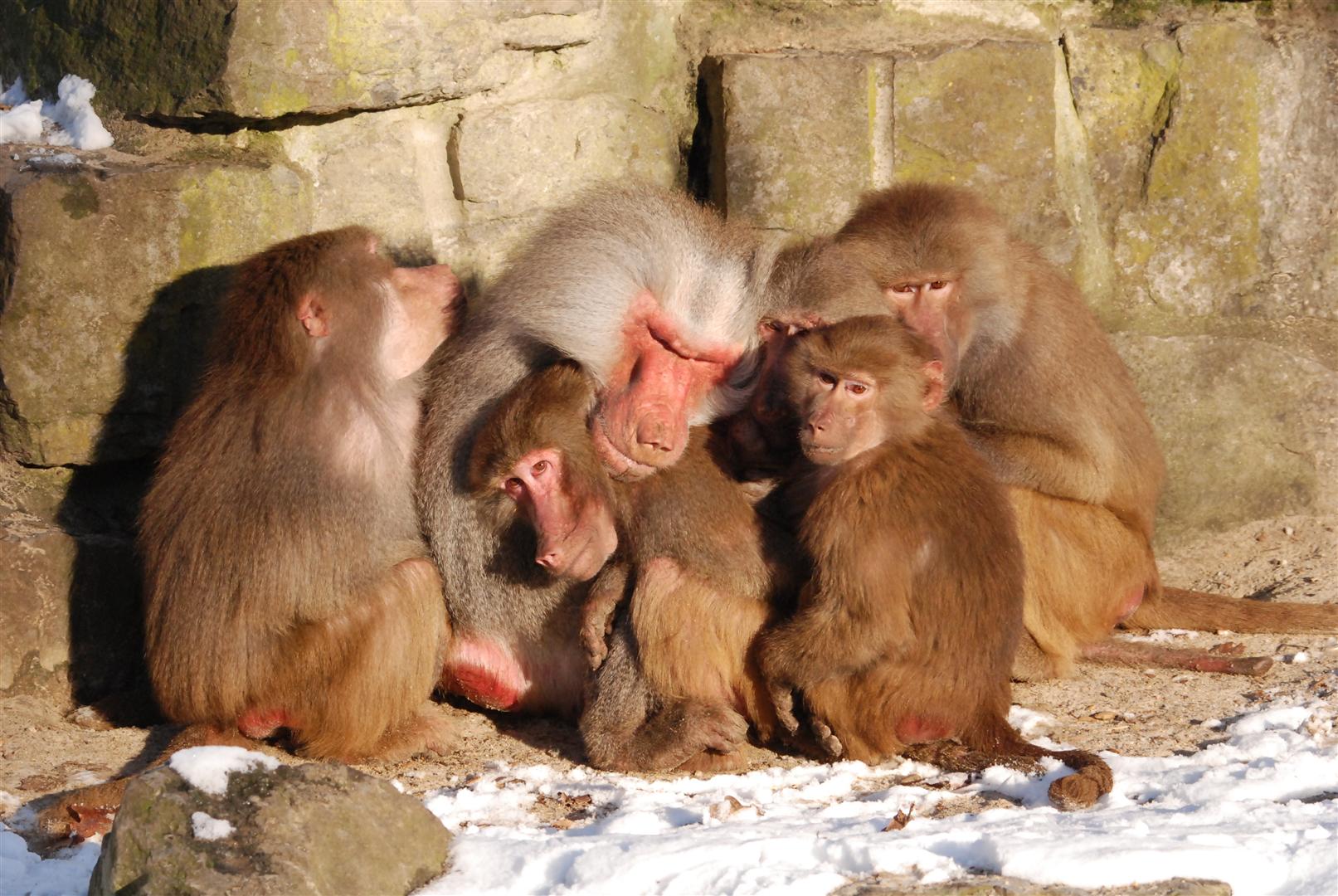 bavianen-in-de-sneeuw