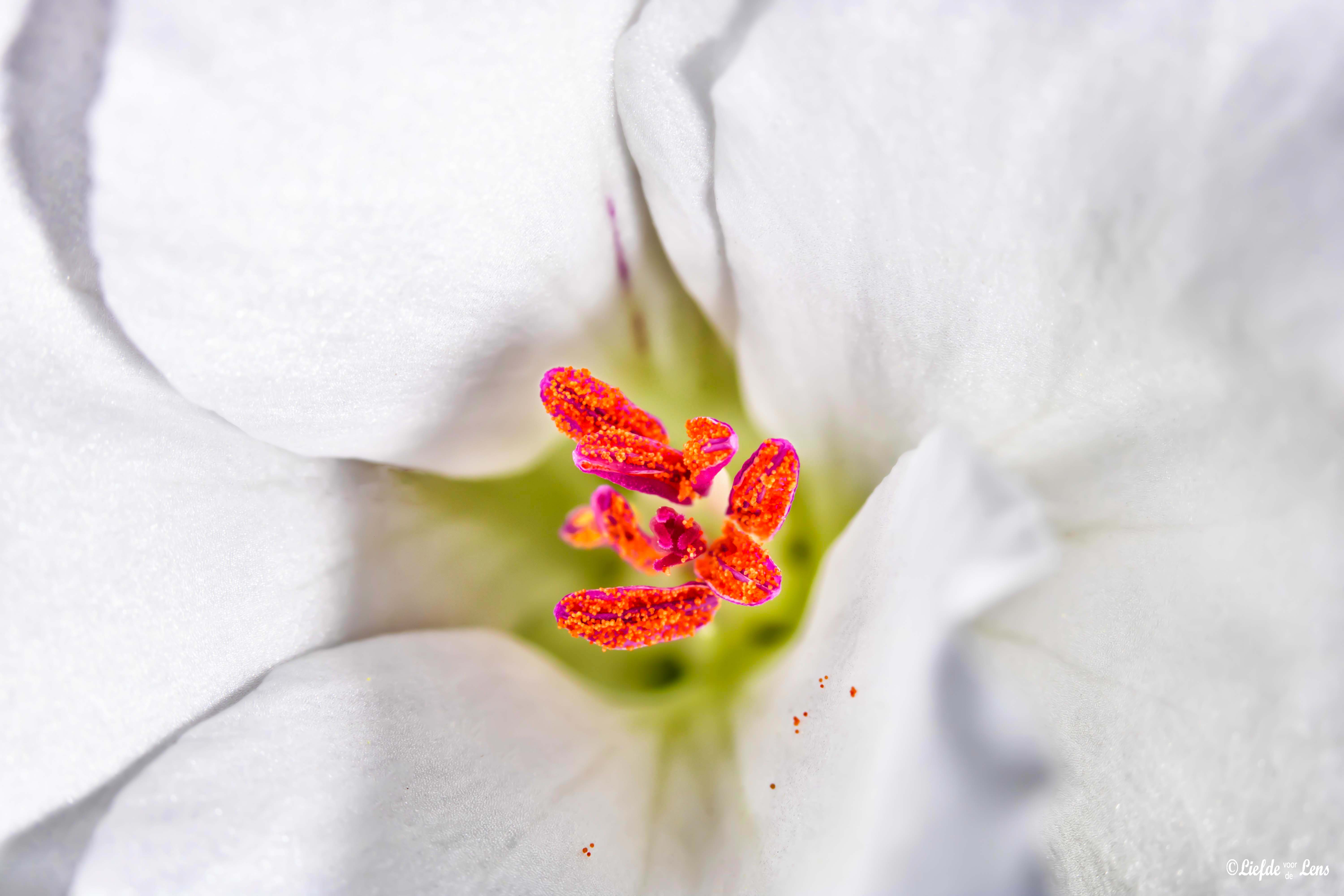 flower-2
