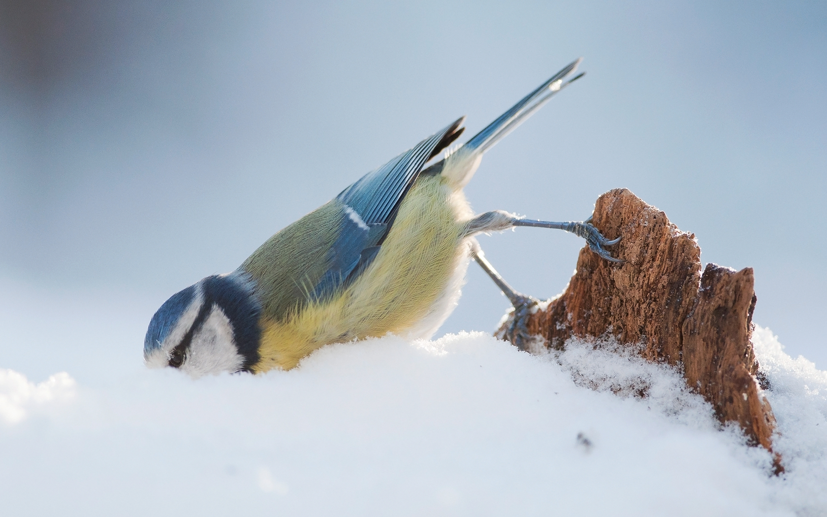 brrr-sneeuw-is-%C3%A9cht-koud