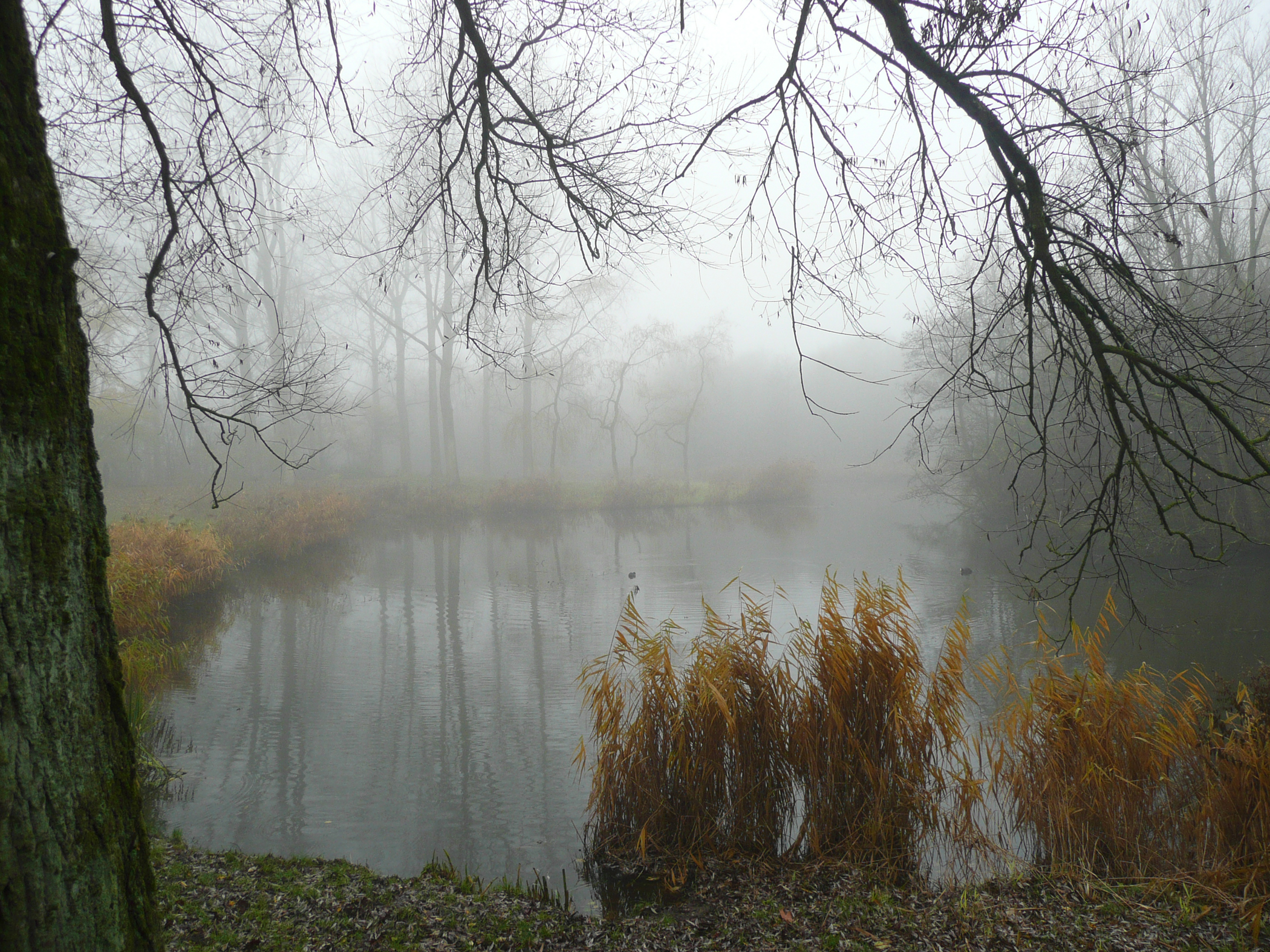 mist-aan-het-water-in-het-bos