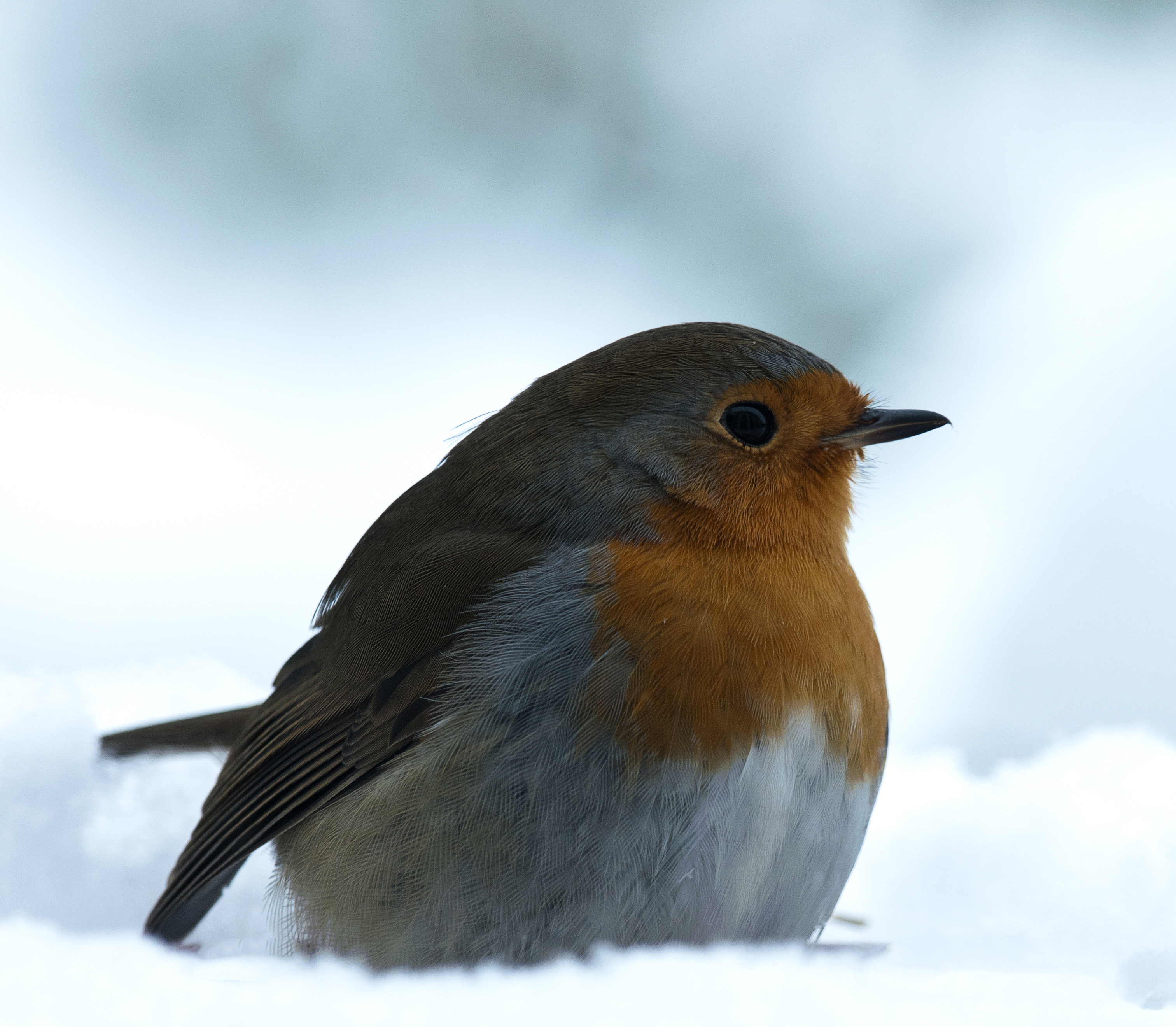 roodborst-in-de-sneeuw-2