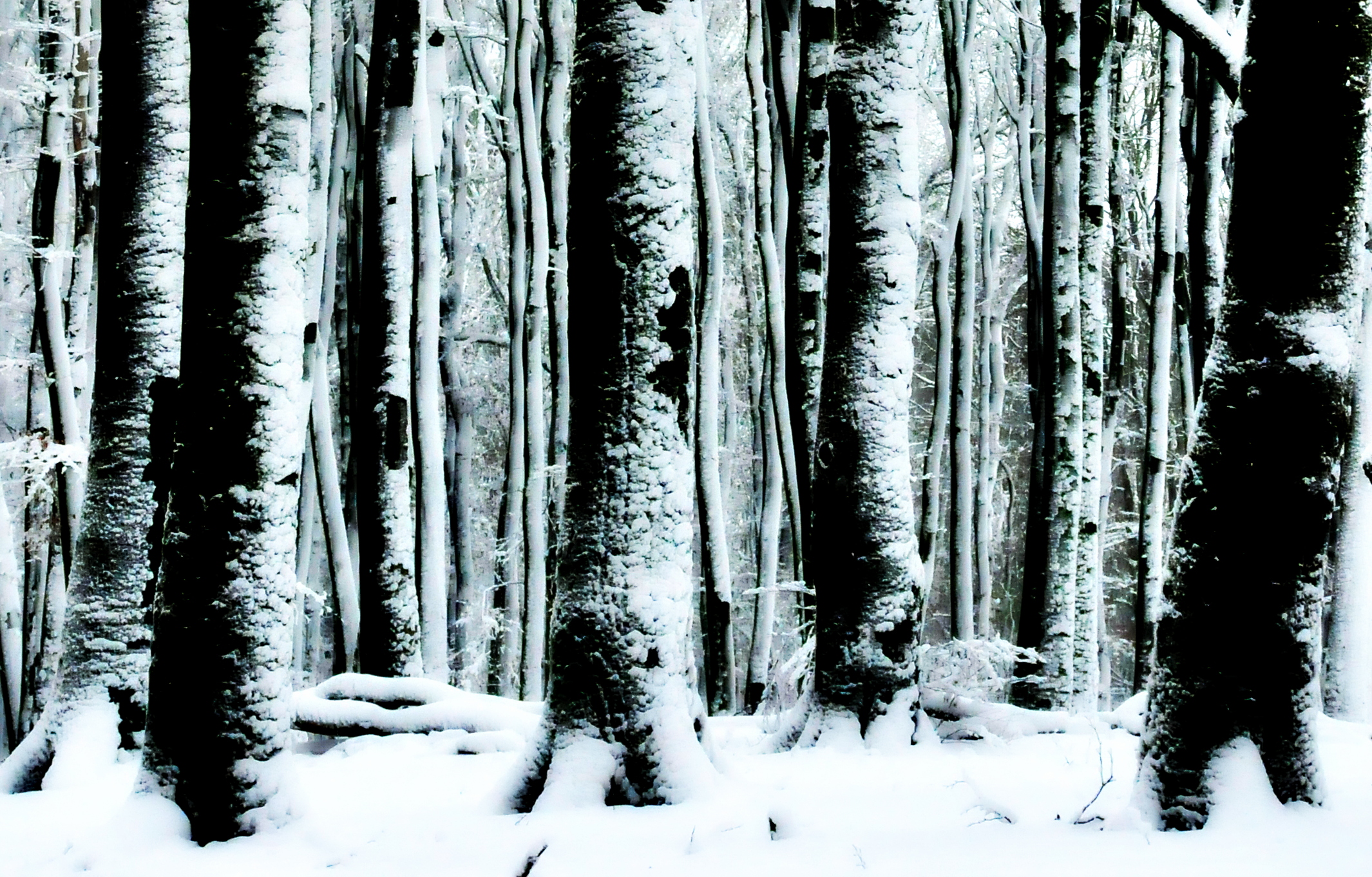 door-de-bomen-het-bos