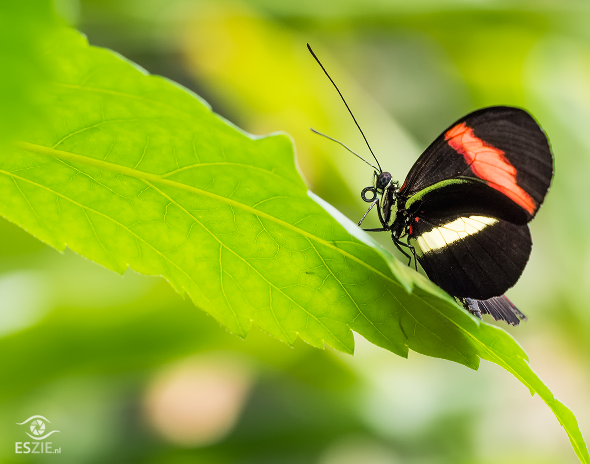 op-een-groen-blaadje