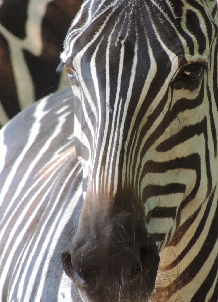 zebra-7