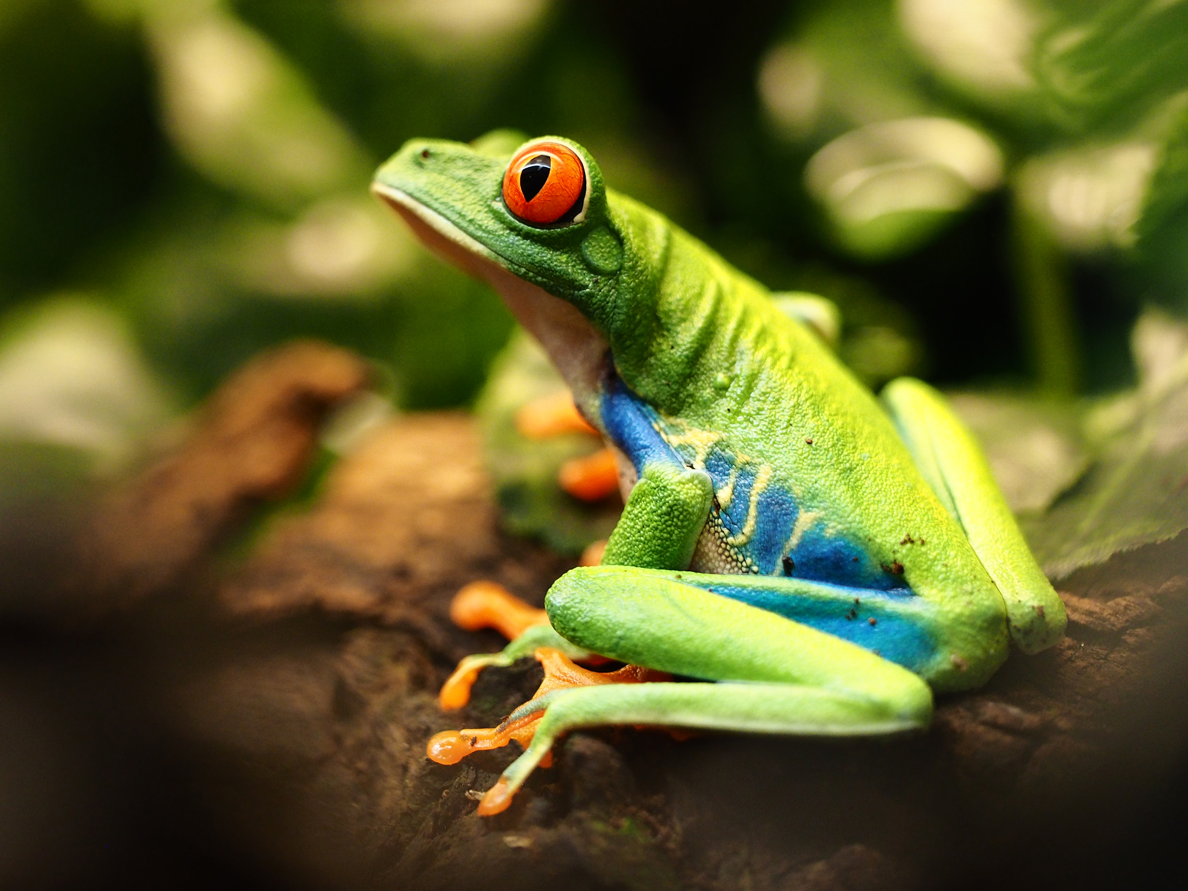 red-eyed-frog