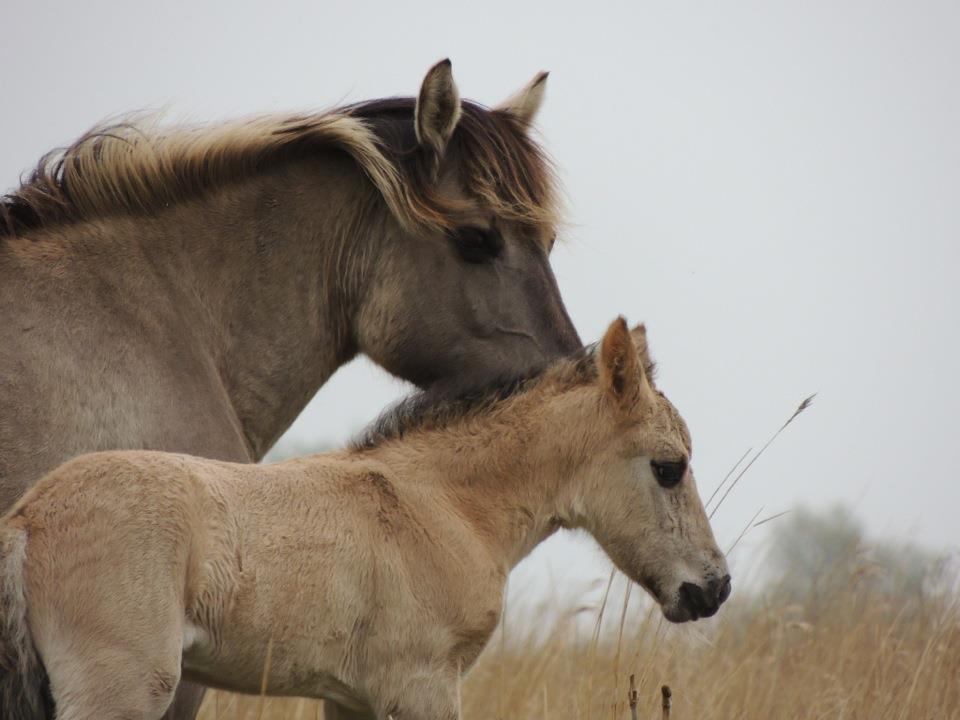 wilde-paarden-lauwersmeer-0
