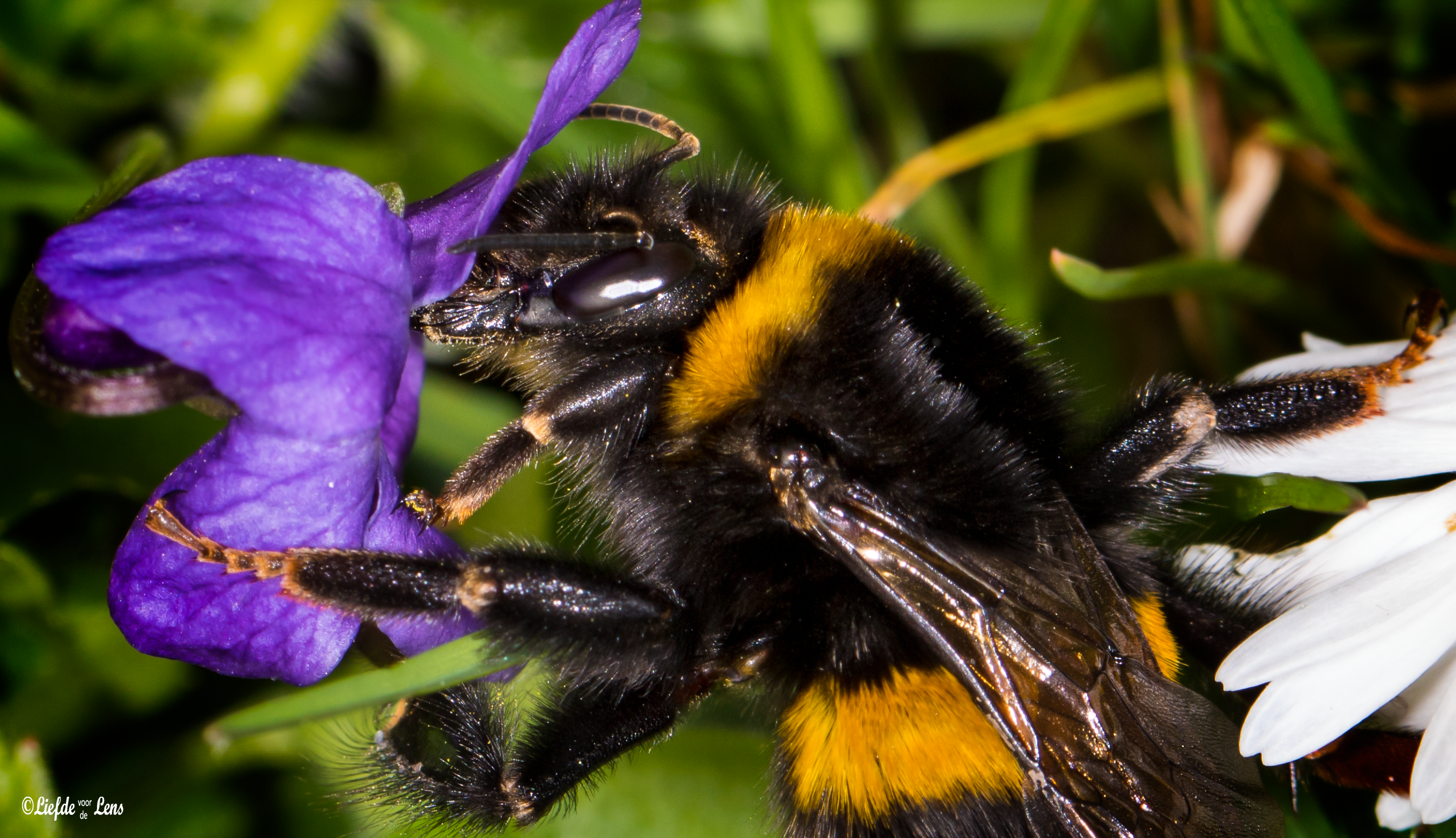 op-zoek-naar-nectar-of-stuifmeel