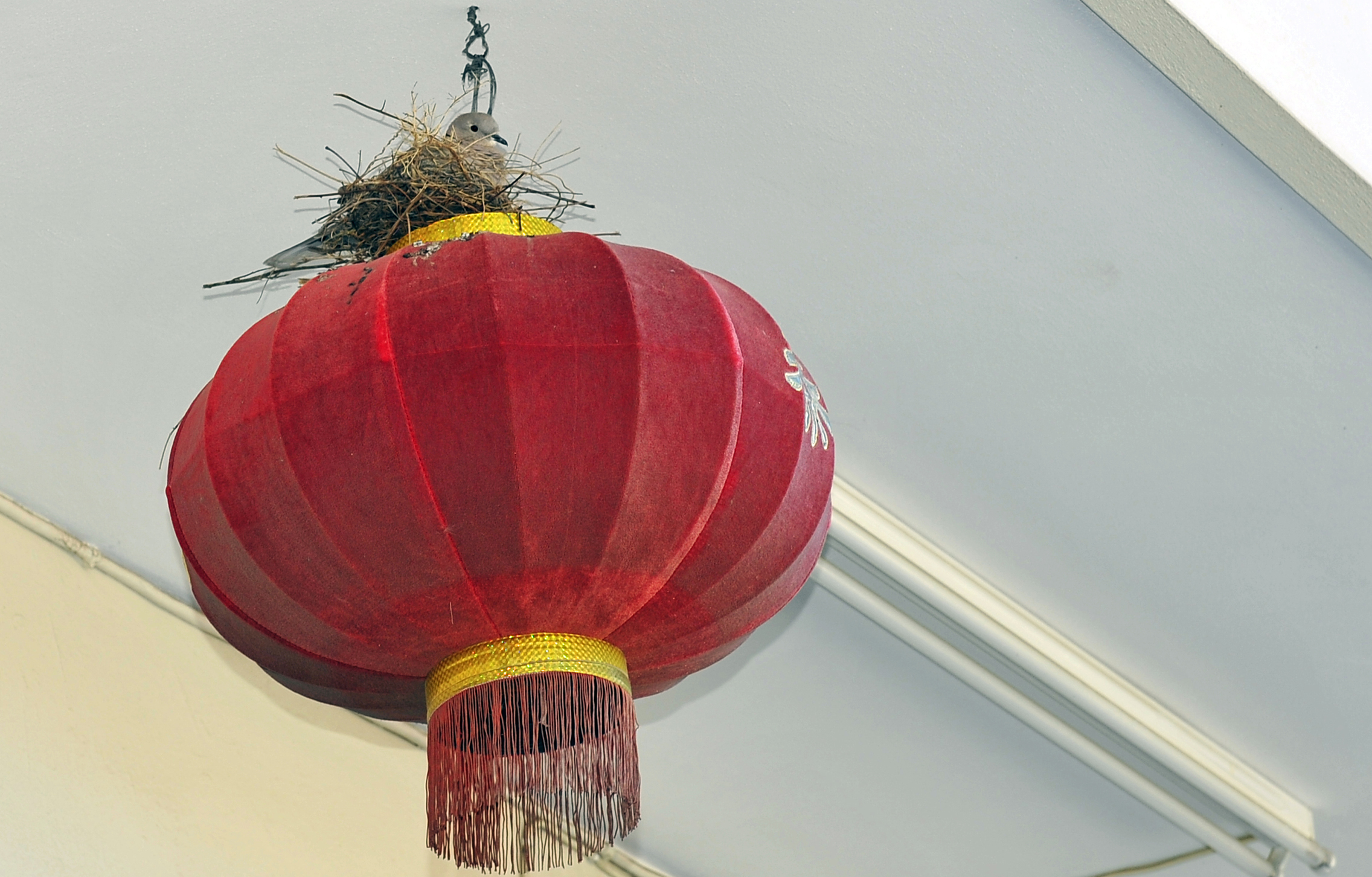 geen-boom-meer-te-vinden