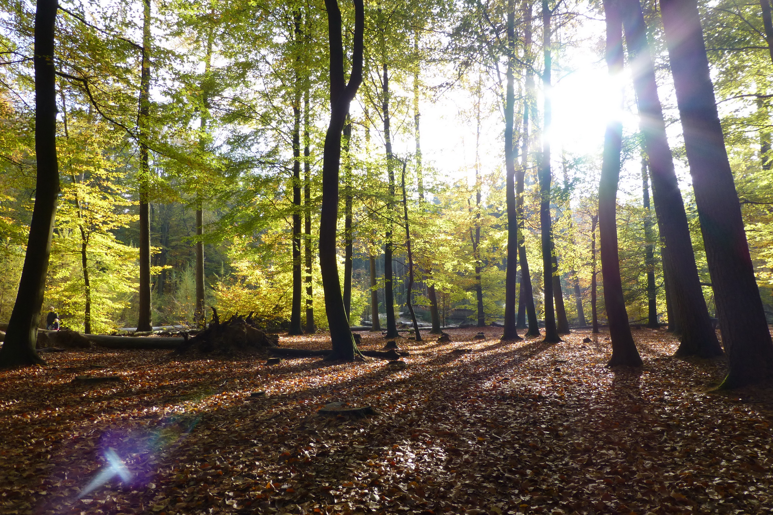 tegenlicht-in-de-bossen