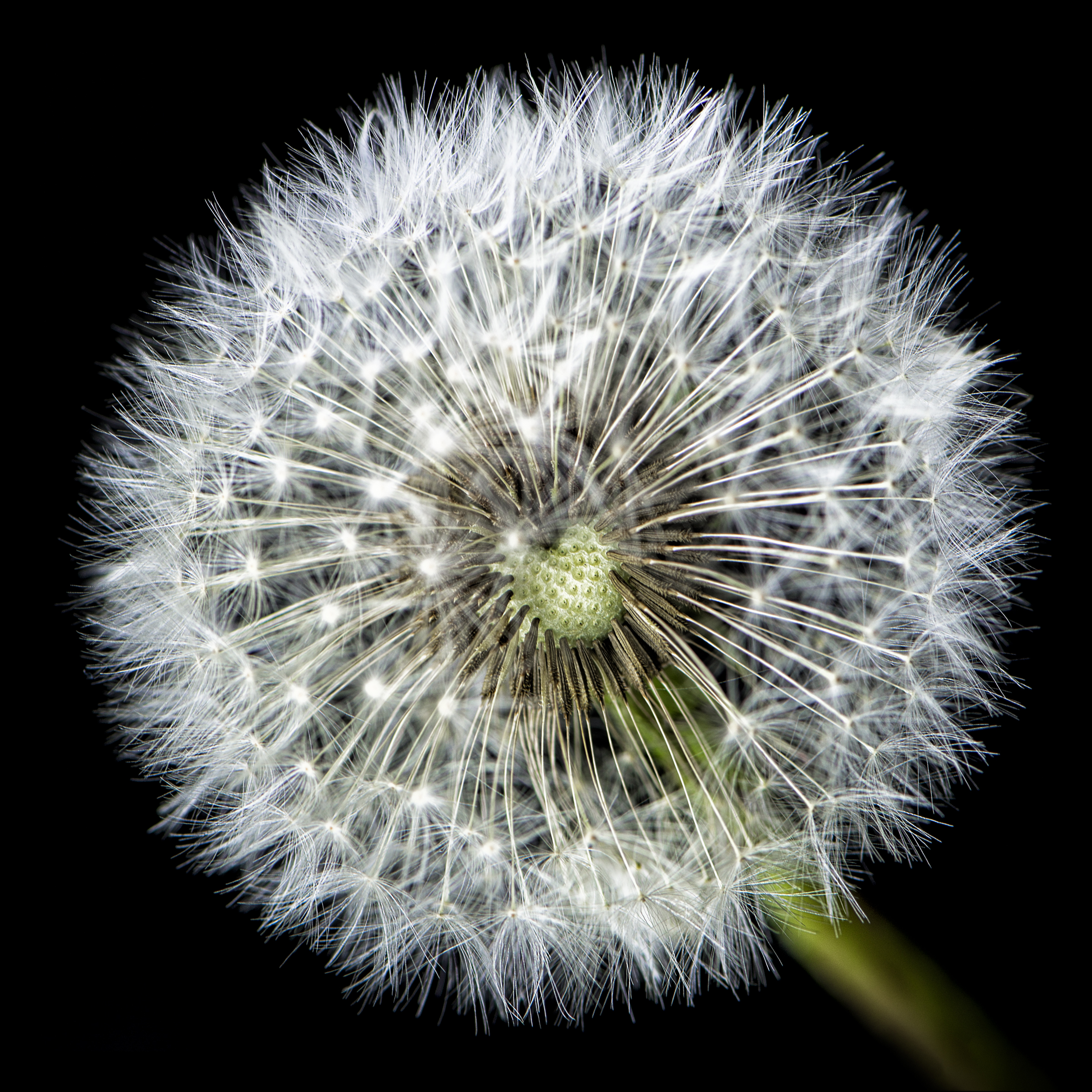 dandelion-1