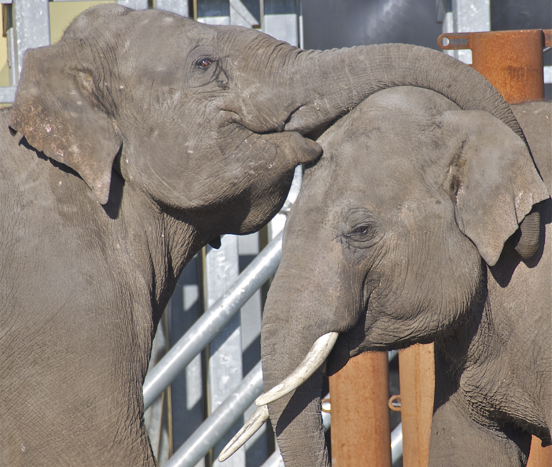 fotos-in-de-dierentuin