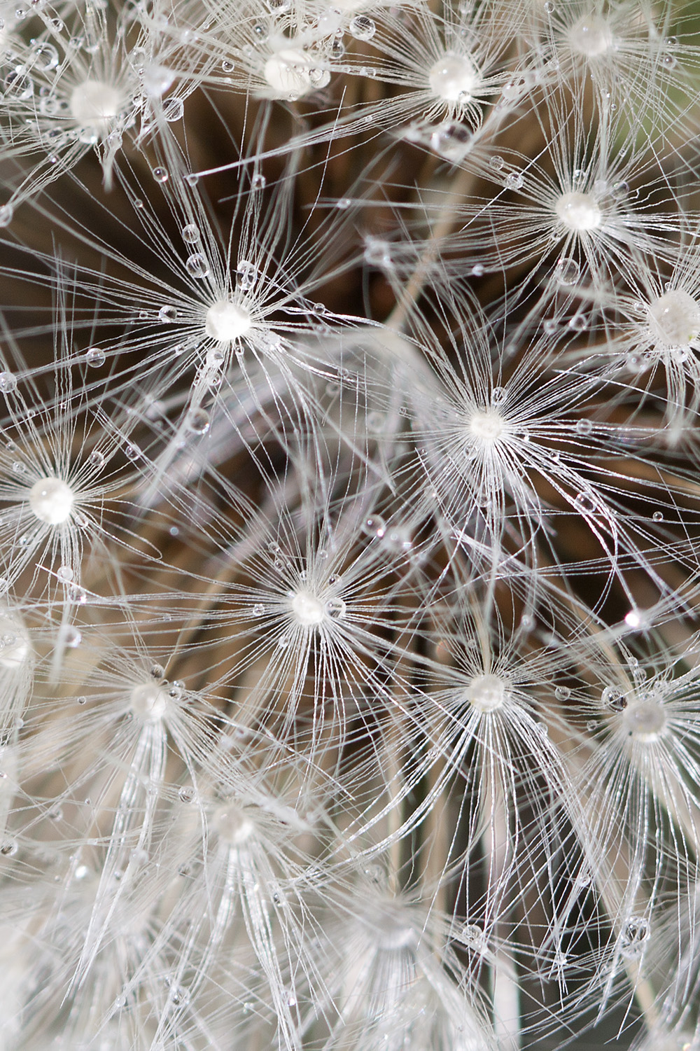 paardenbloem-na-een-lentebuitje