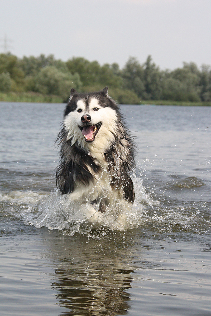 malamute-geniet-van-water