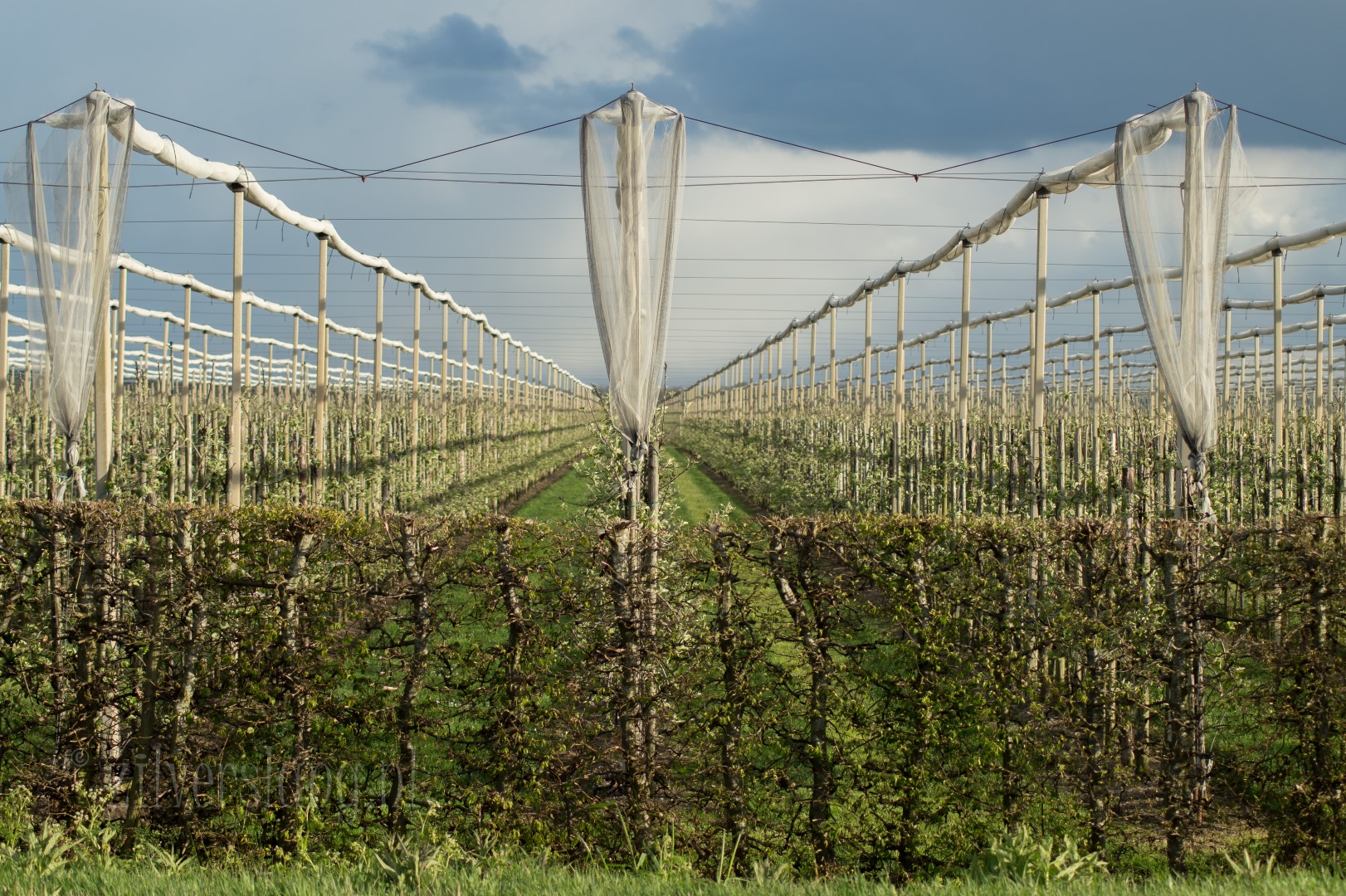 fruitboomgaarden-in-het-zonnetje