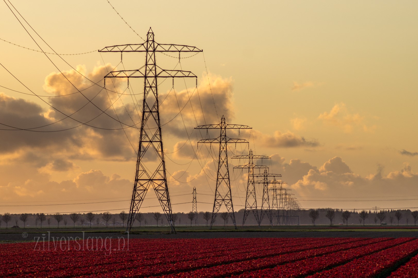 zonsondergang-over-de-tulpenvelden