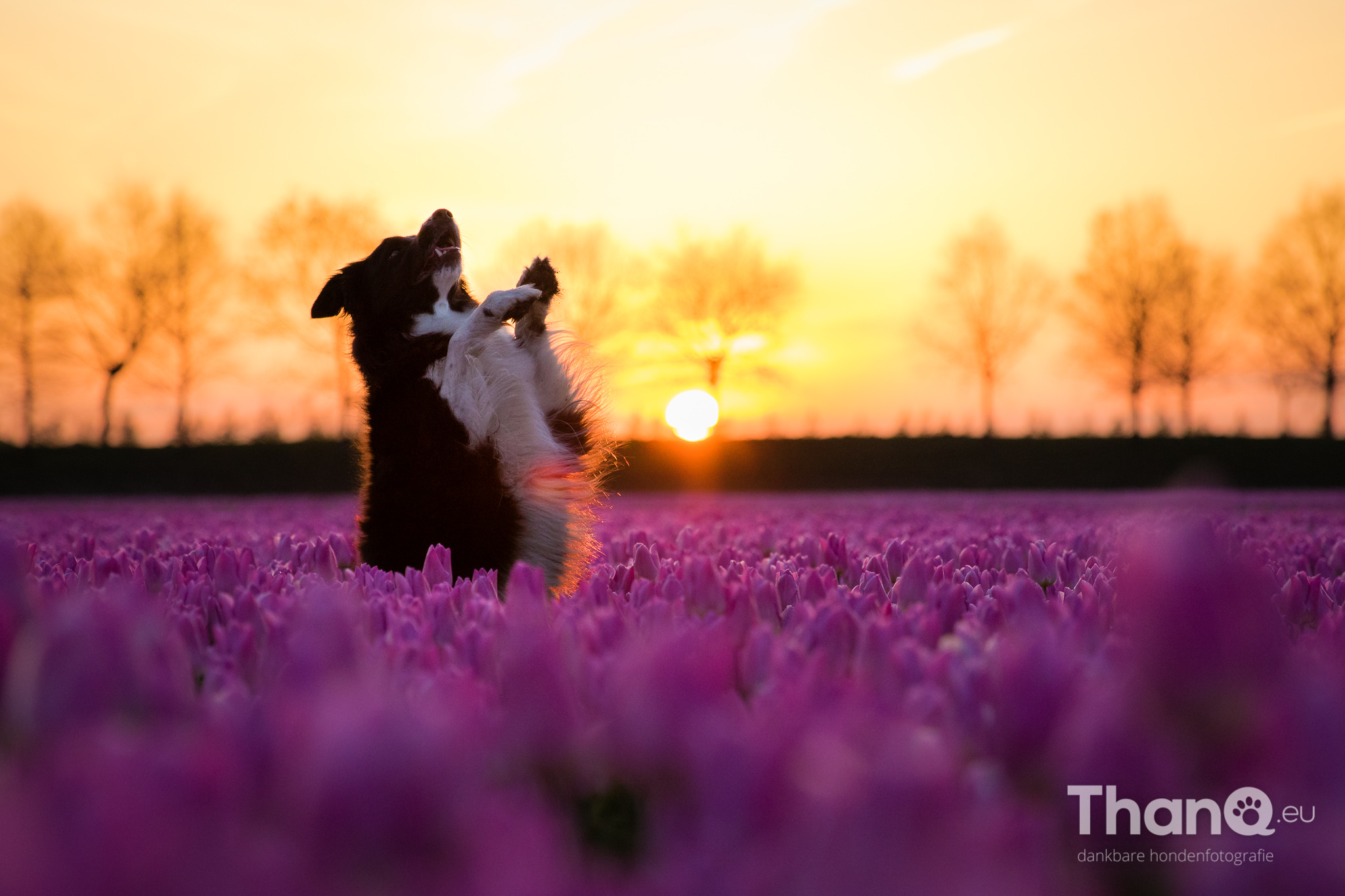 fenna-poseert-bij-de-tulpen