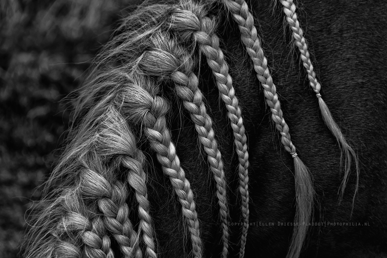 paardenvlechtjes