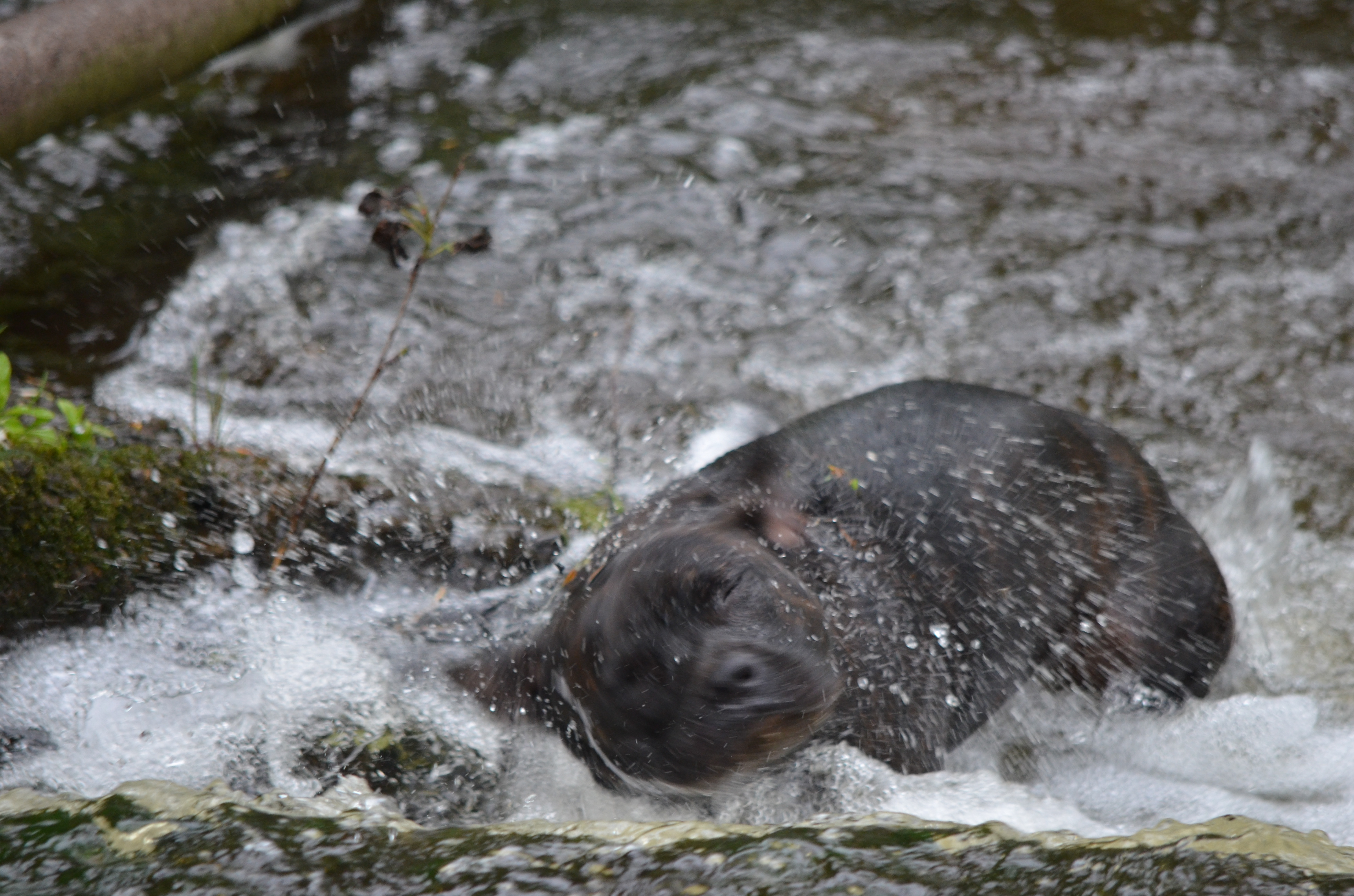 even-het-water-afschudden