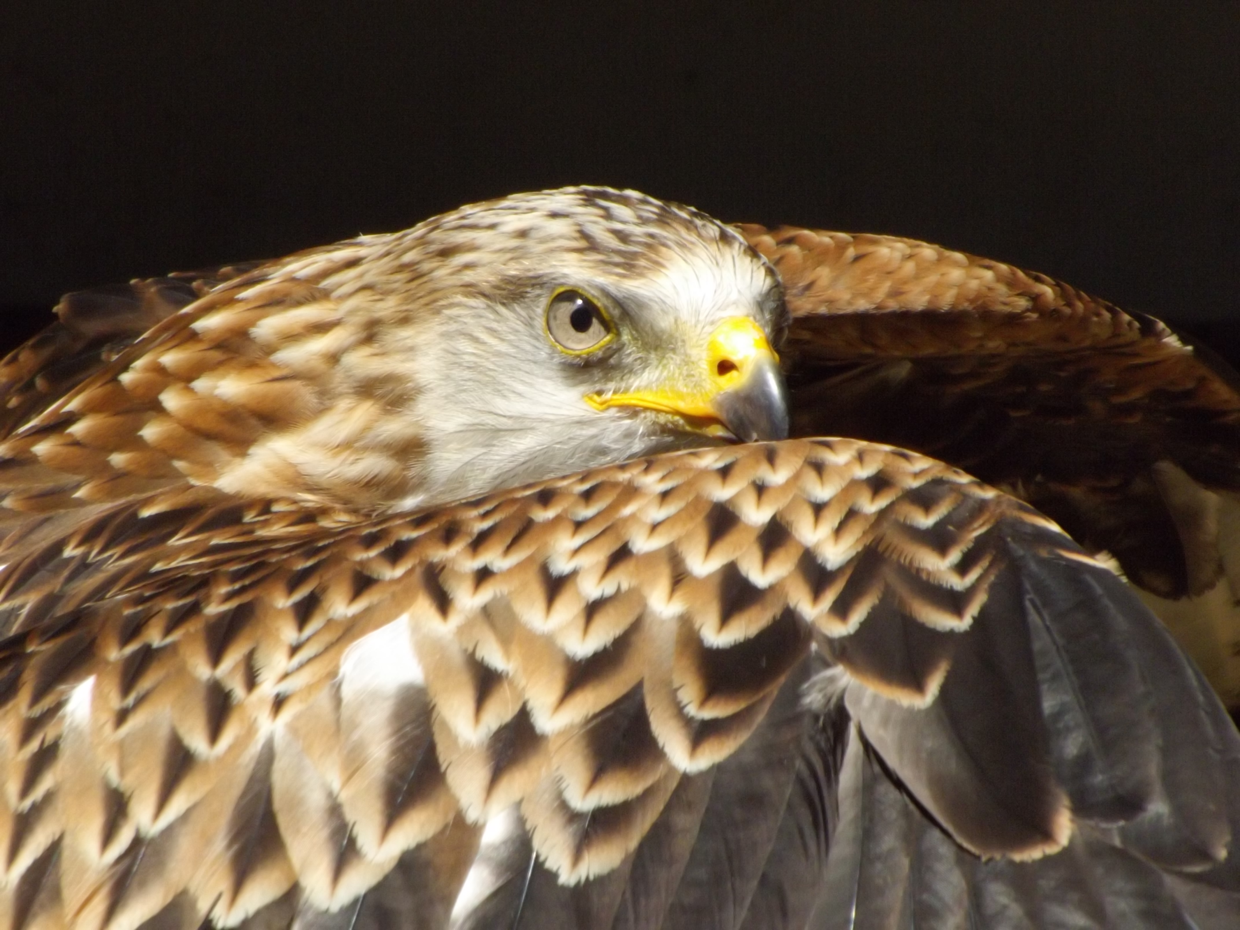 valk-geniet-van-het-zonlight