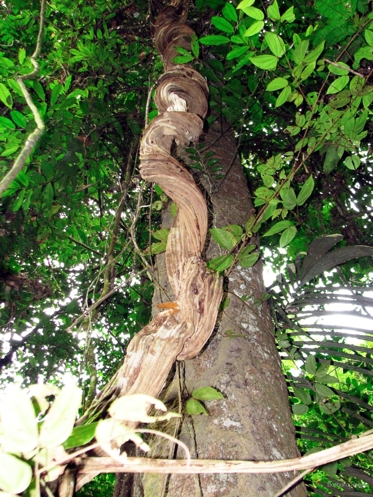 climbing-up-the-tree