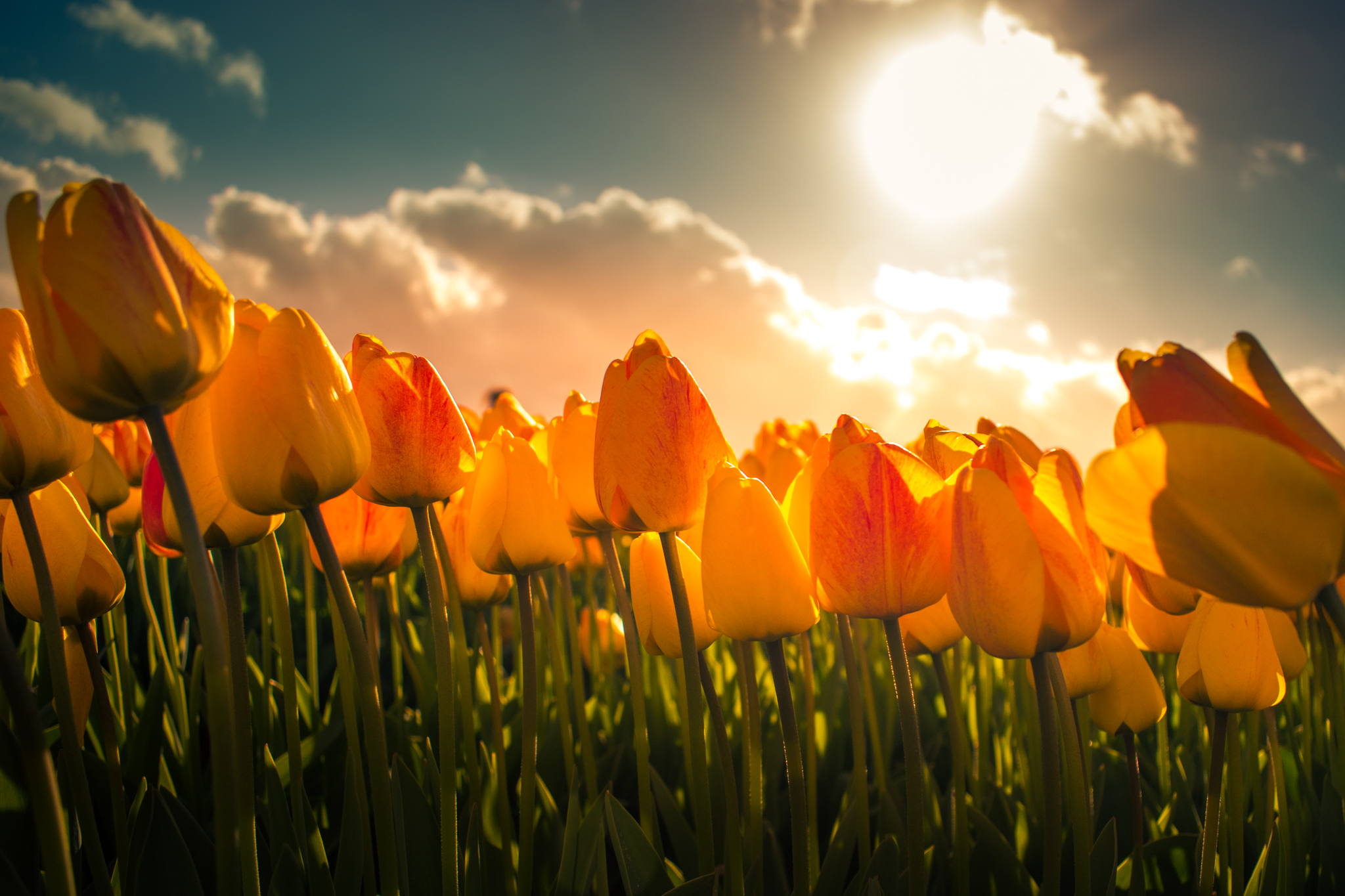 yellow-tulips-in-the-dusk