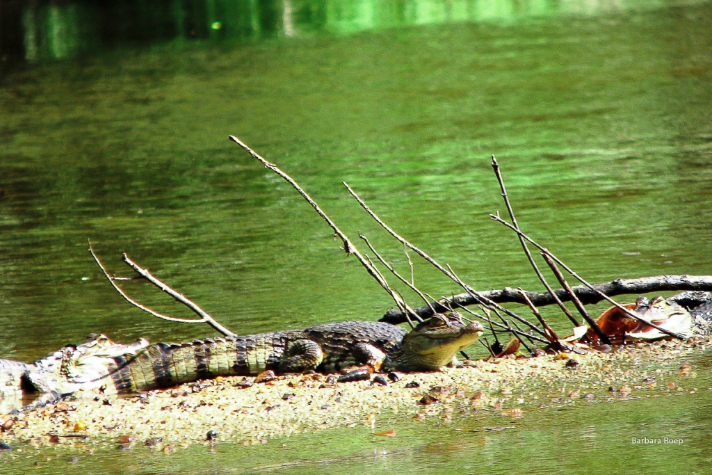 sunbathing-crocodilles