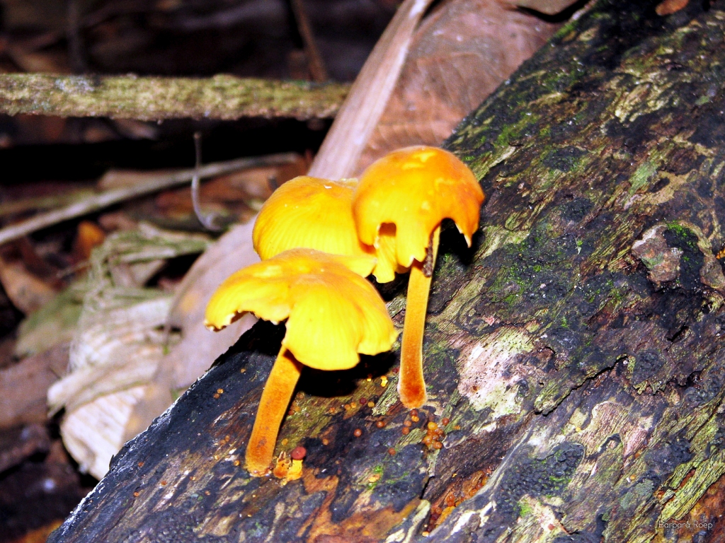 yellow-mushrooms