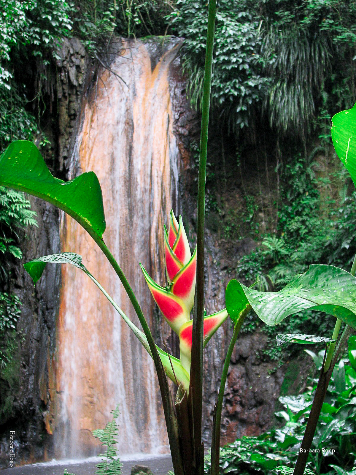 palulu-flower-waterval
