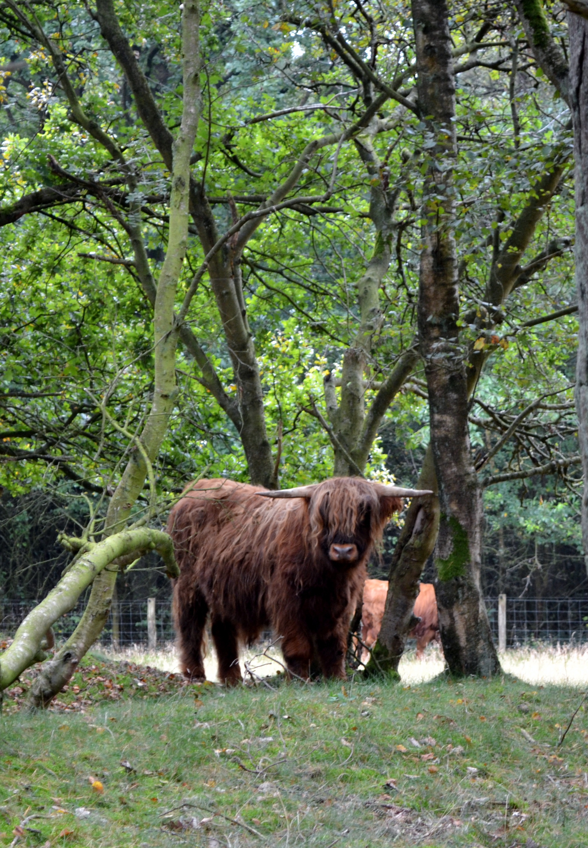 natuurgebied-in-drenthe