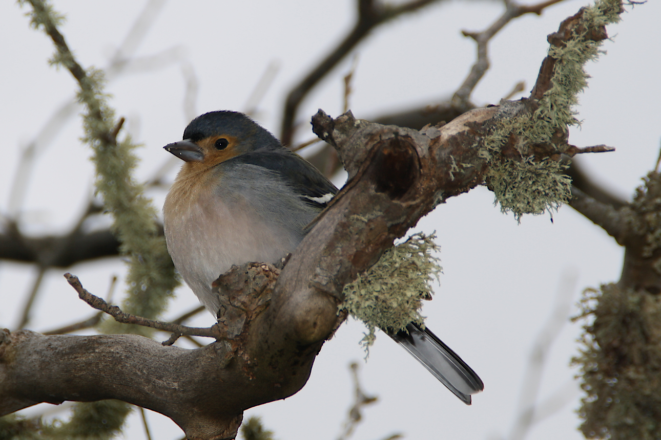 vogeltje-op-madeira