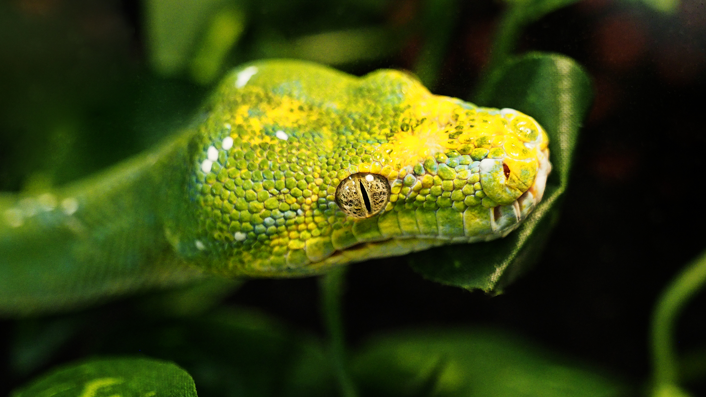 groene-boa