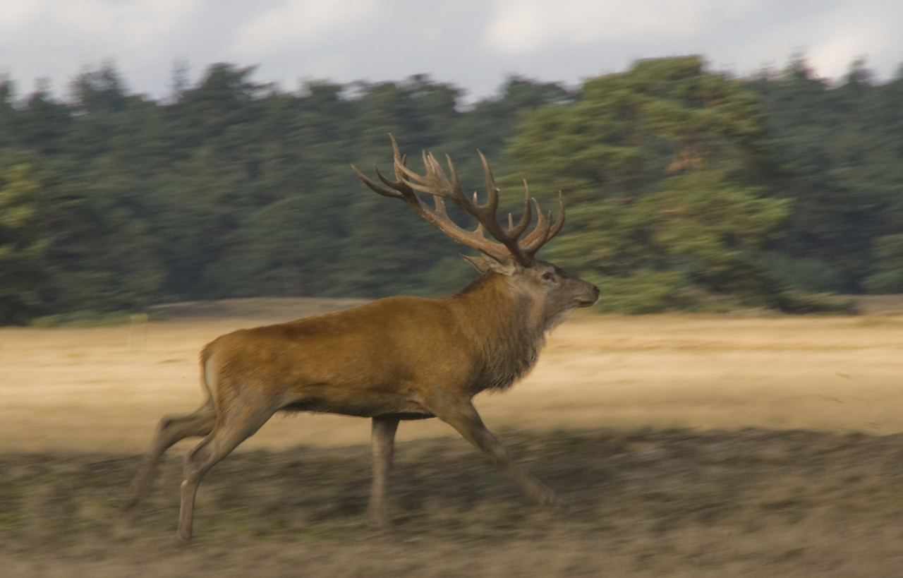 weg-daar-die-zijn-van-mij