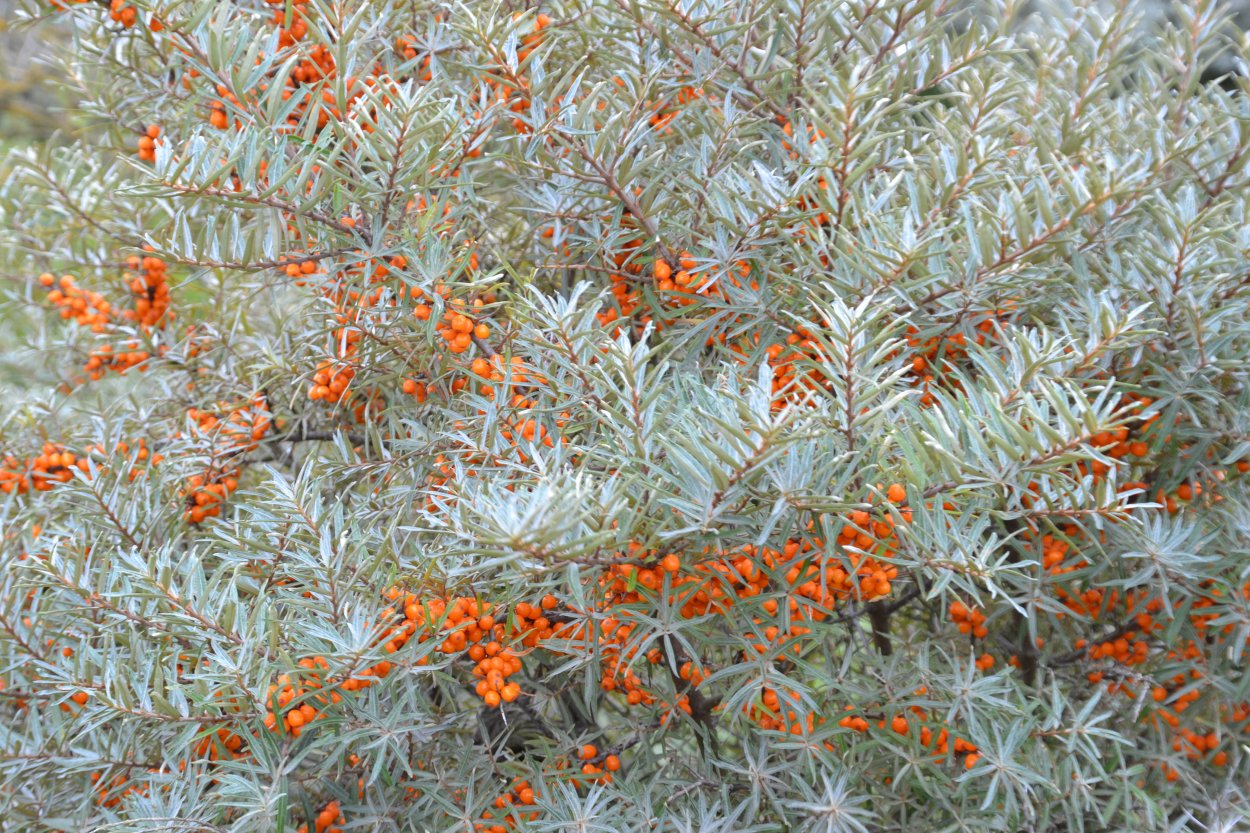 waterleidingduinen-de-zilk-0